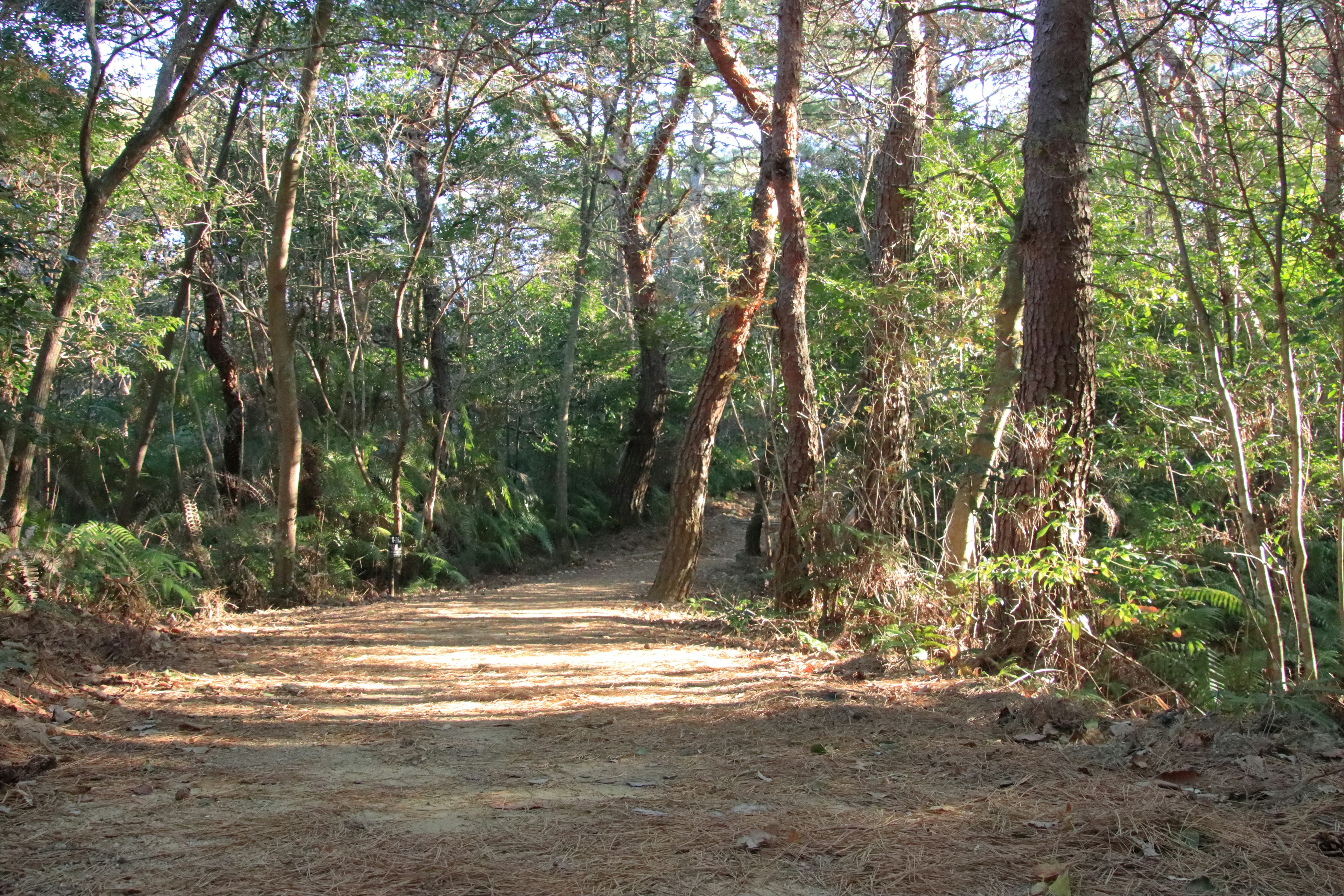 Jalan hutan yang tenang dikelilingi oleh pepohonan