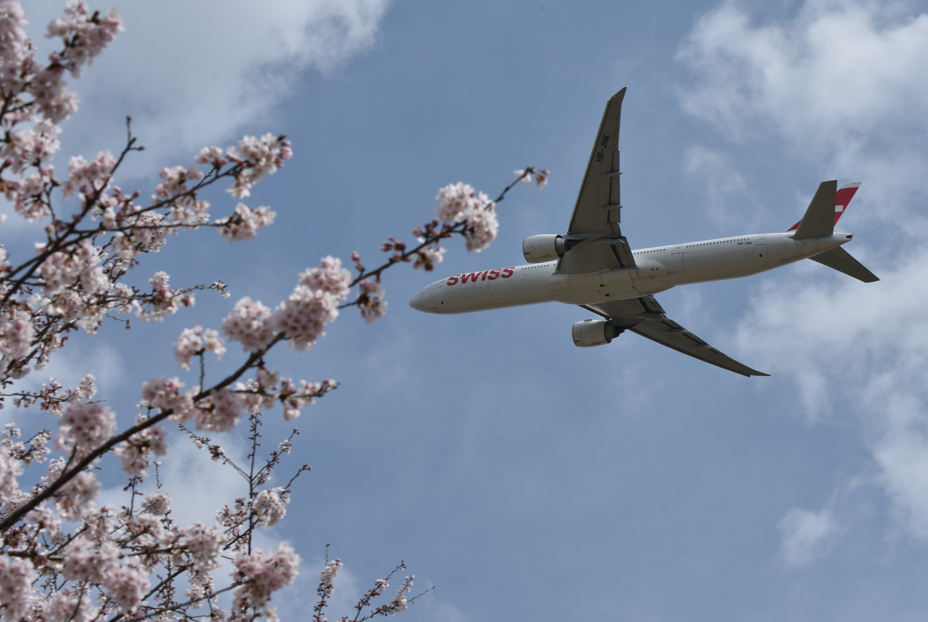 Aereo che sorvola i ciliegi in fiore