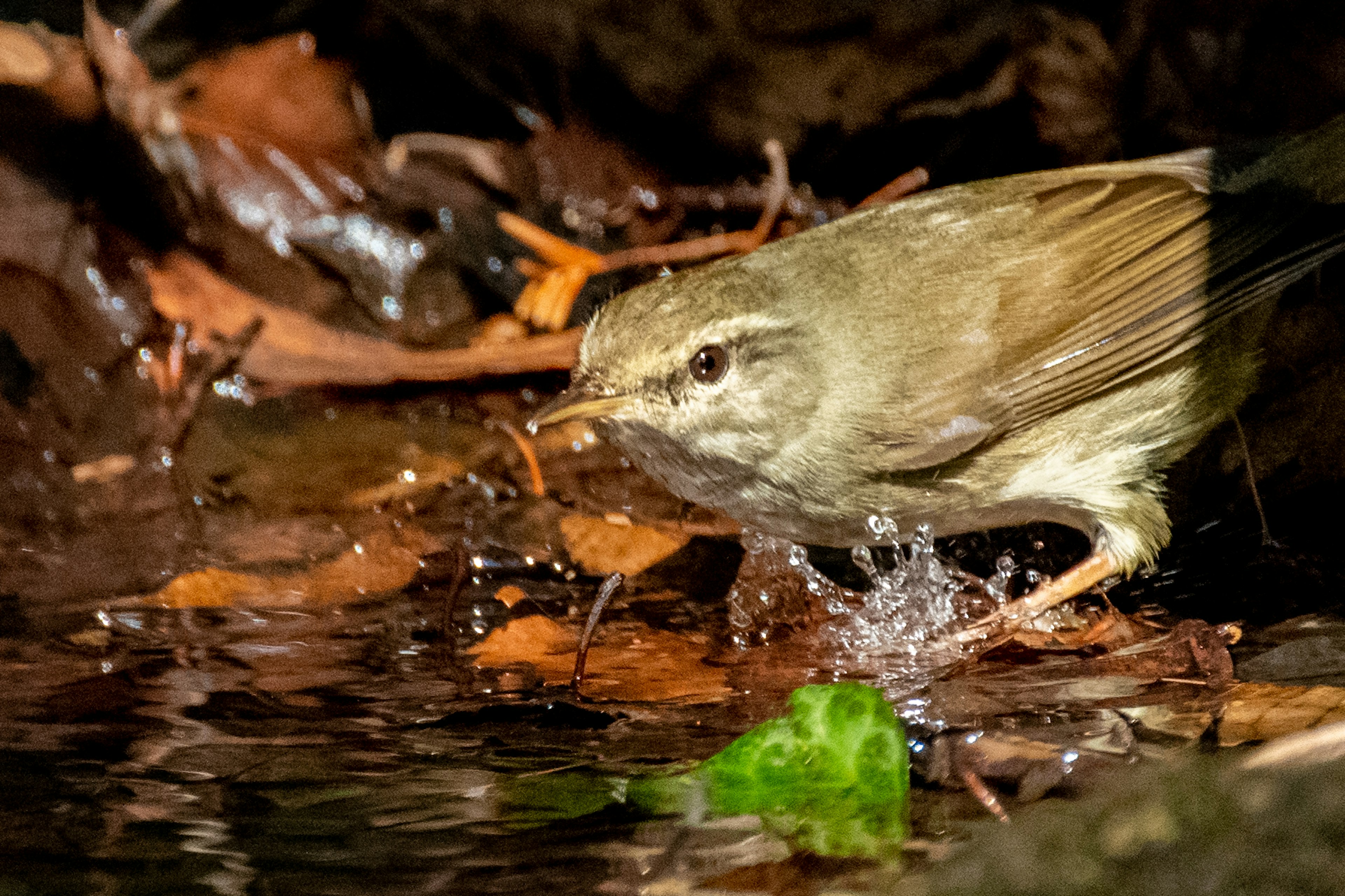 Un petit oiseau buvant à une source d'eau entouré de feuilles et d'éclaboussures