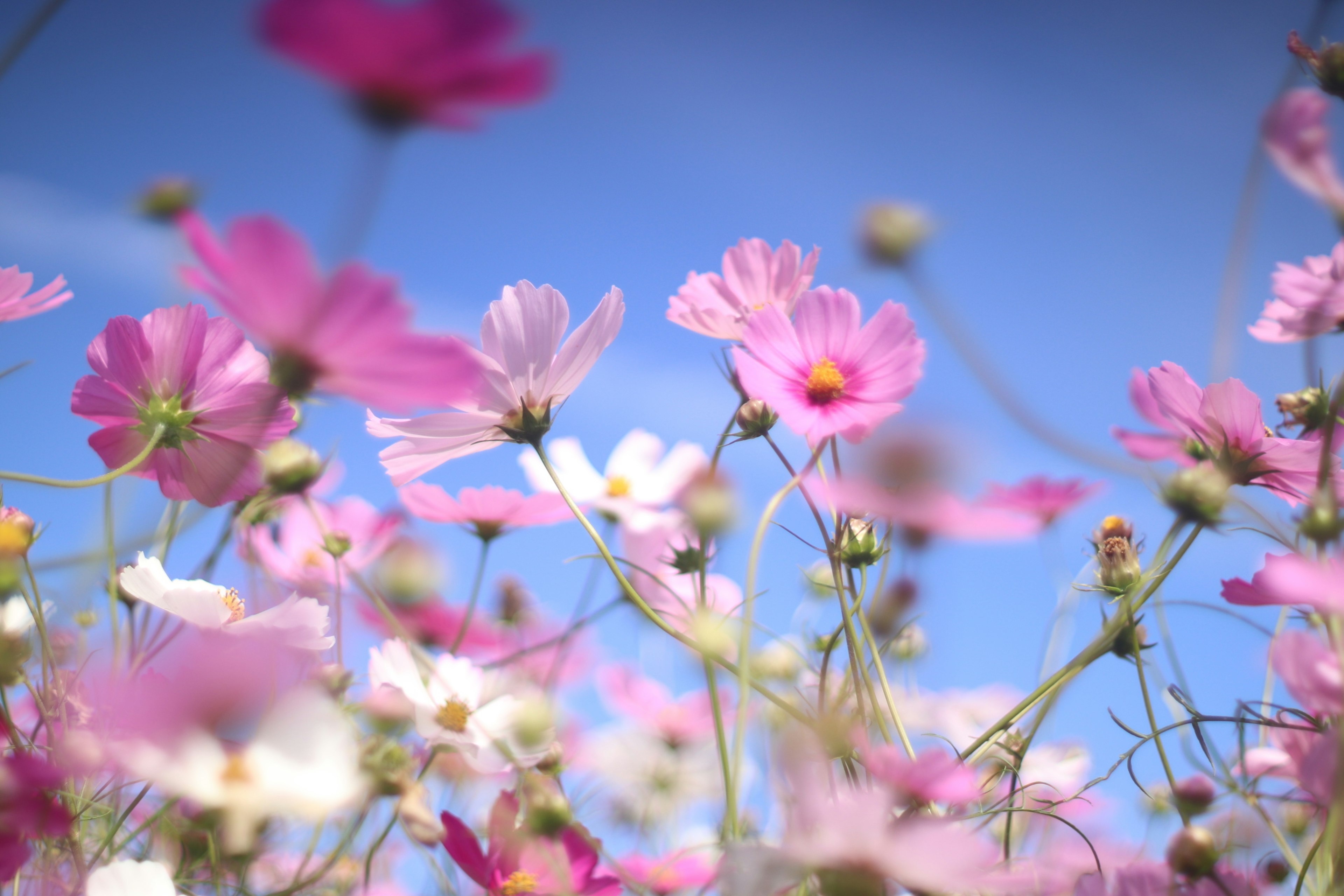 Rosa und weiße Kosmeen blühen unter einem blauen Himmel