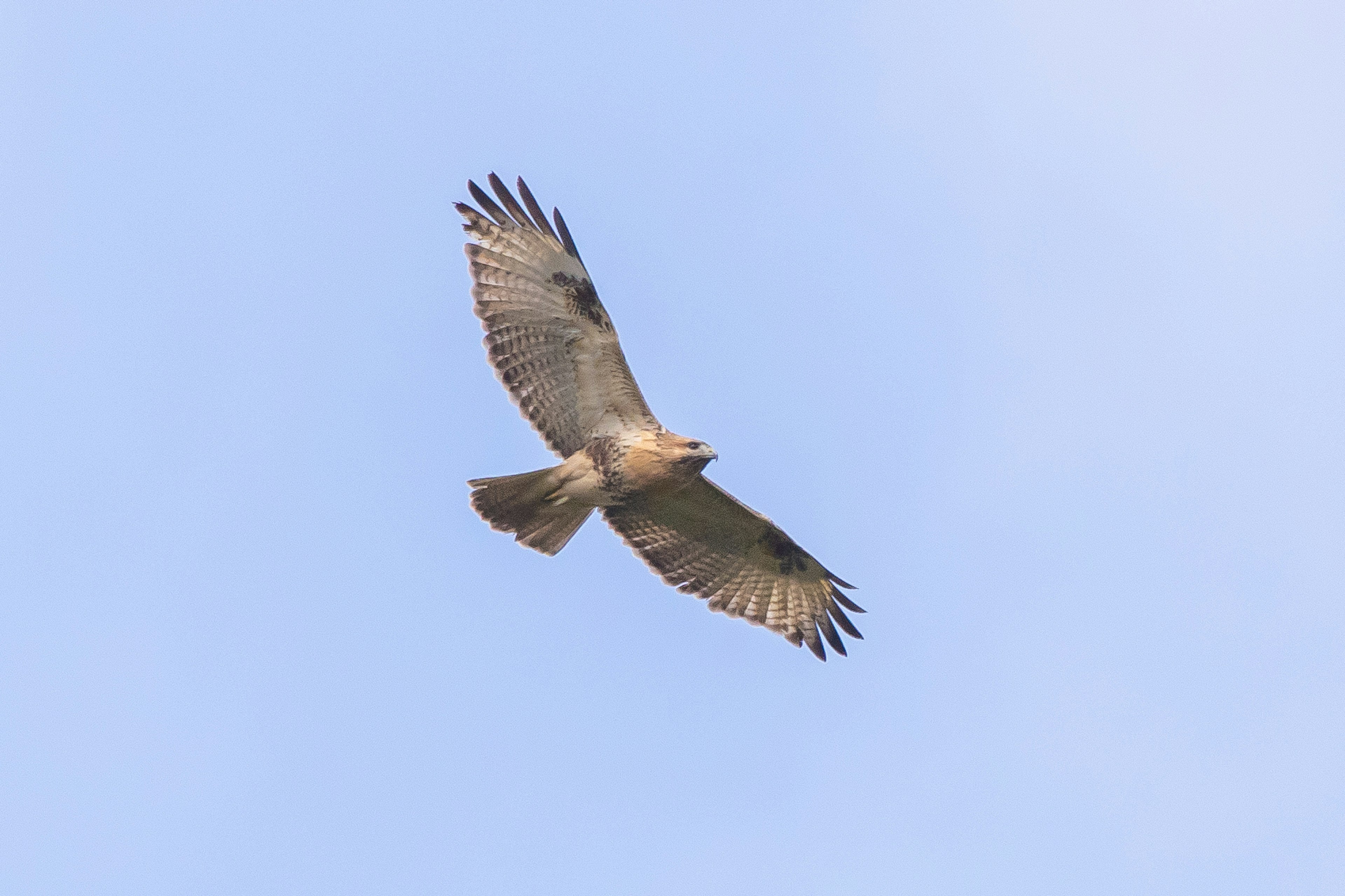 Un falco che vola nel cielo blu