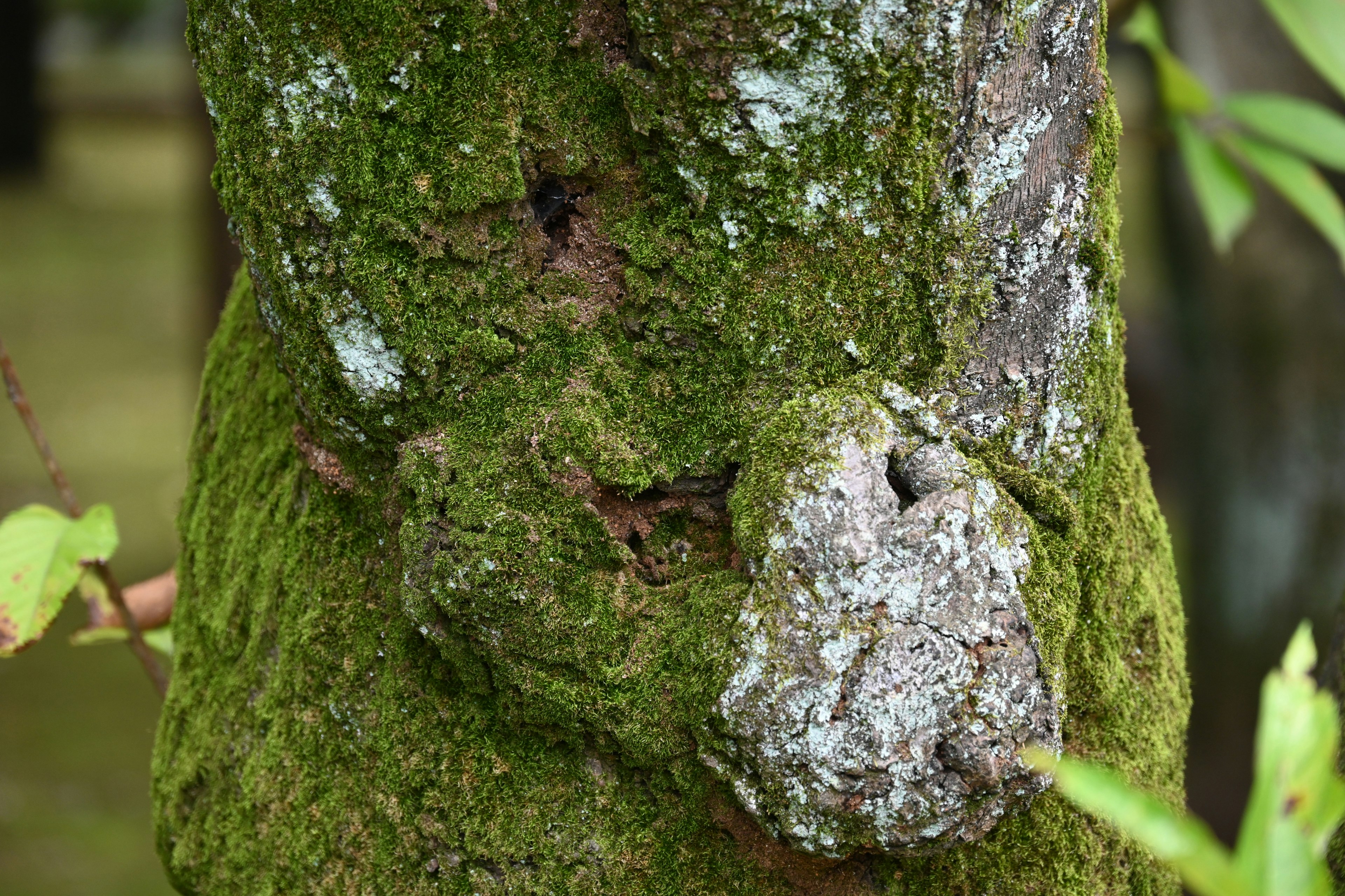 Tronco de árbol cubierto de musgo con patrones similares a piedras