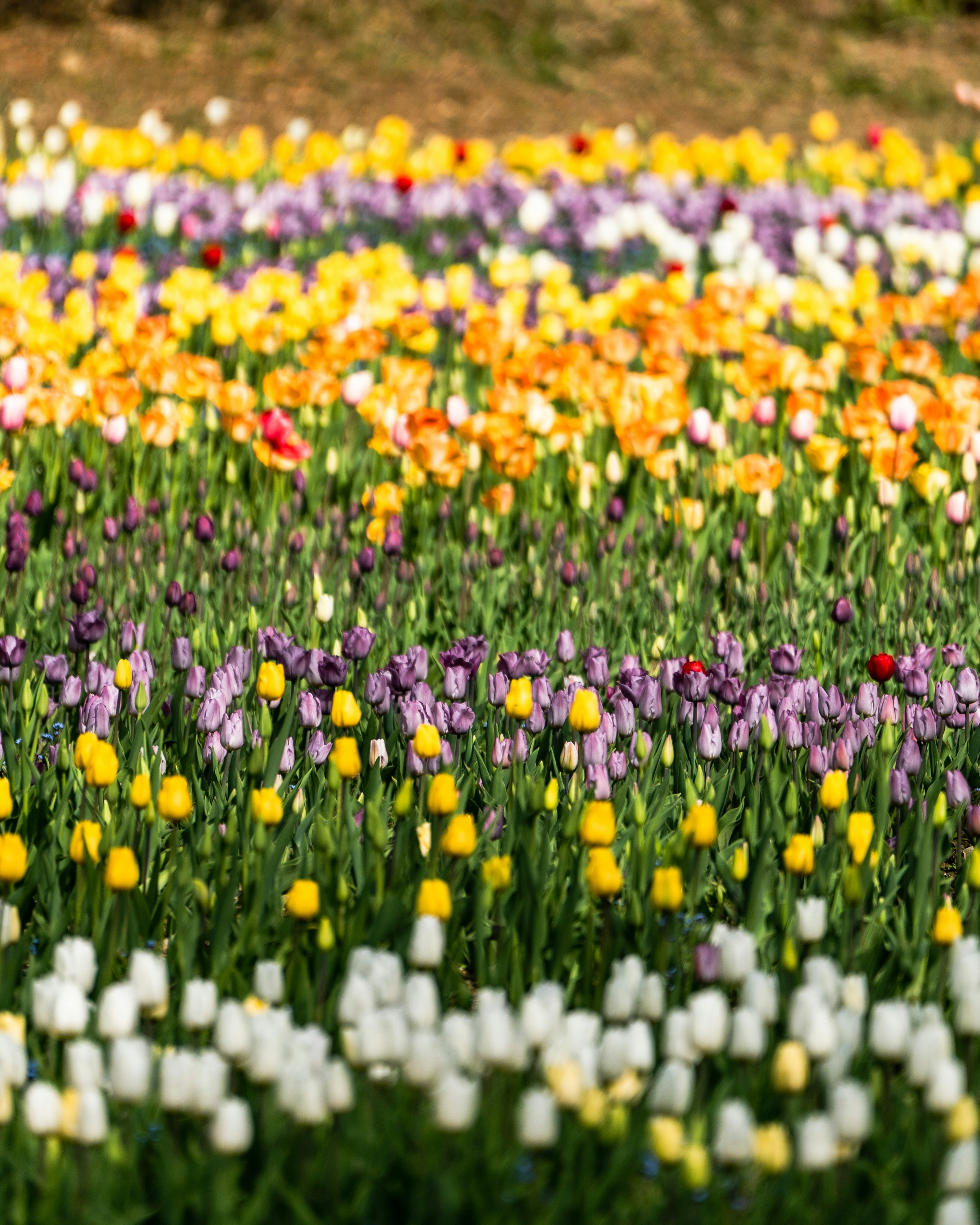 色とりどりのチューリップが並ぶ花畑の風景