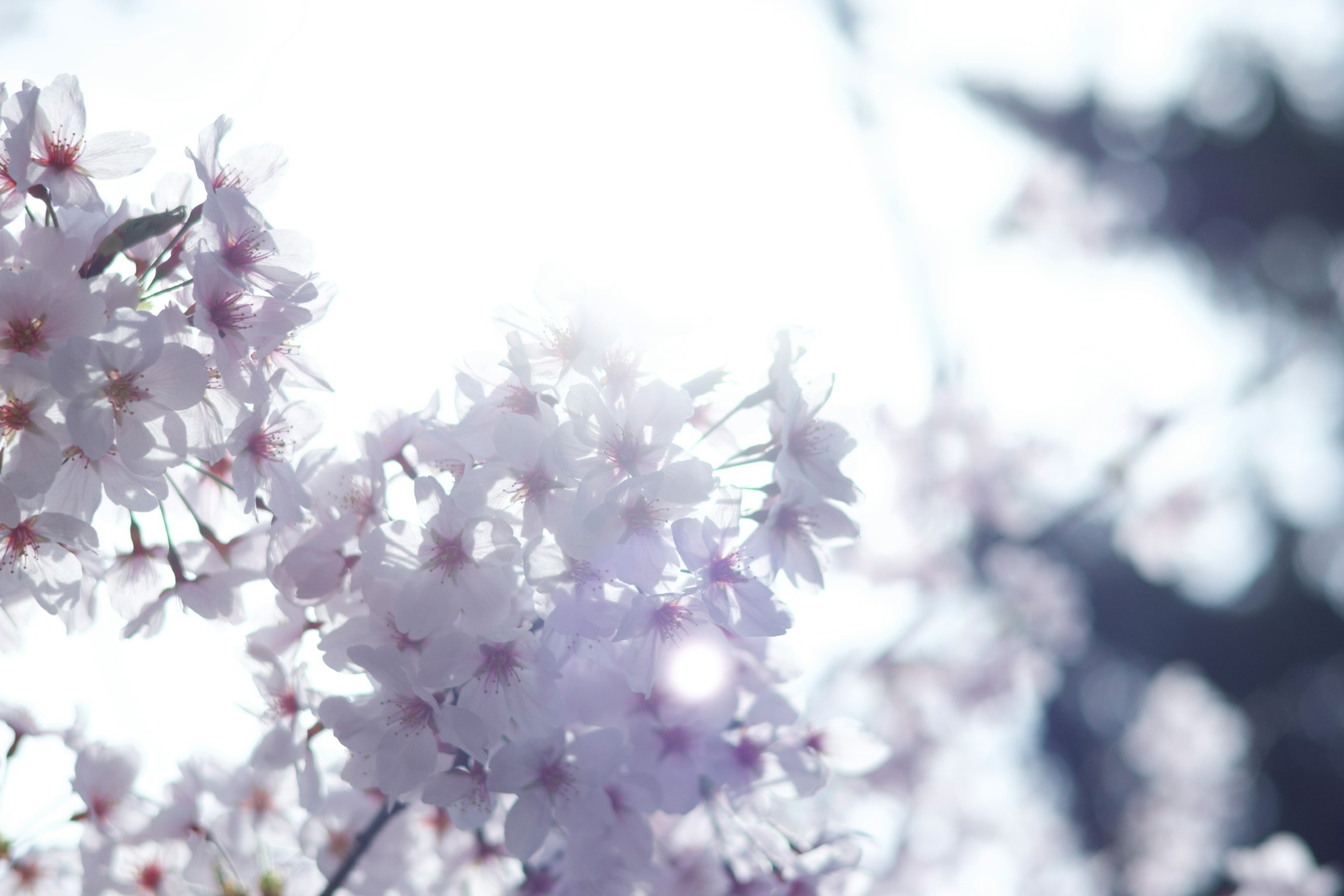 桜の花が咲いている光景 背景にぼんやりした光