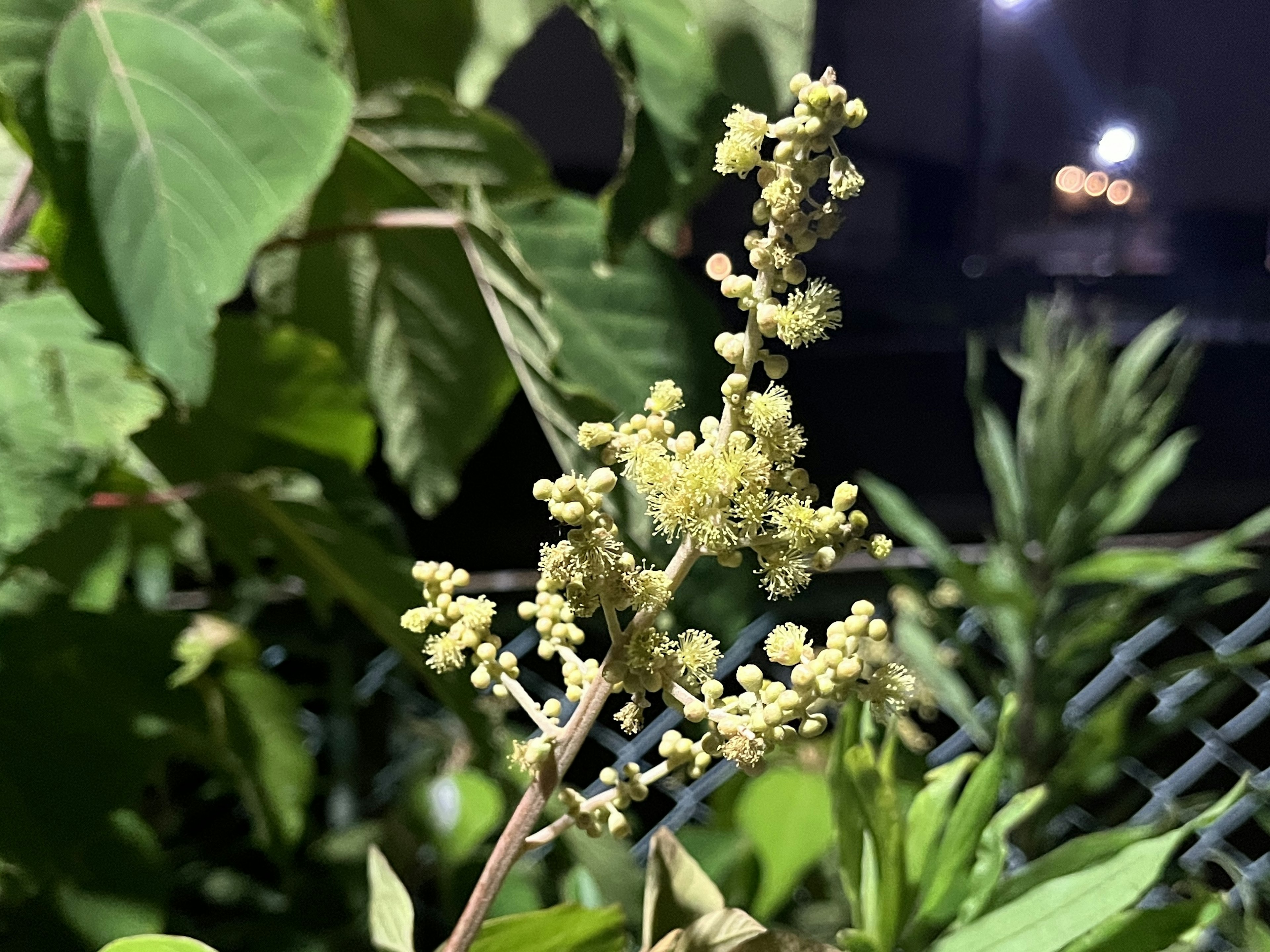 夜間植物花序和綠色葉子