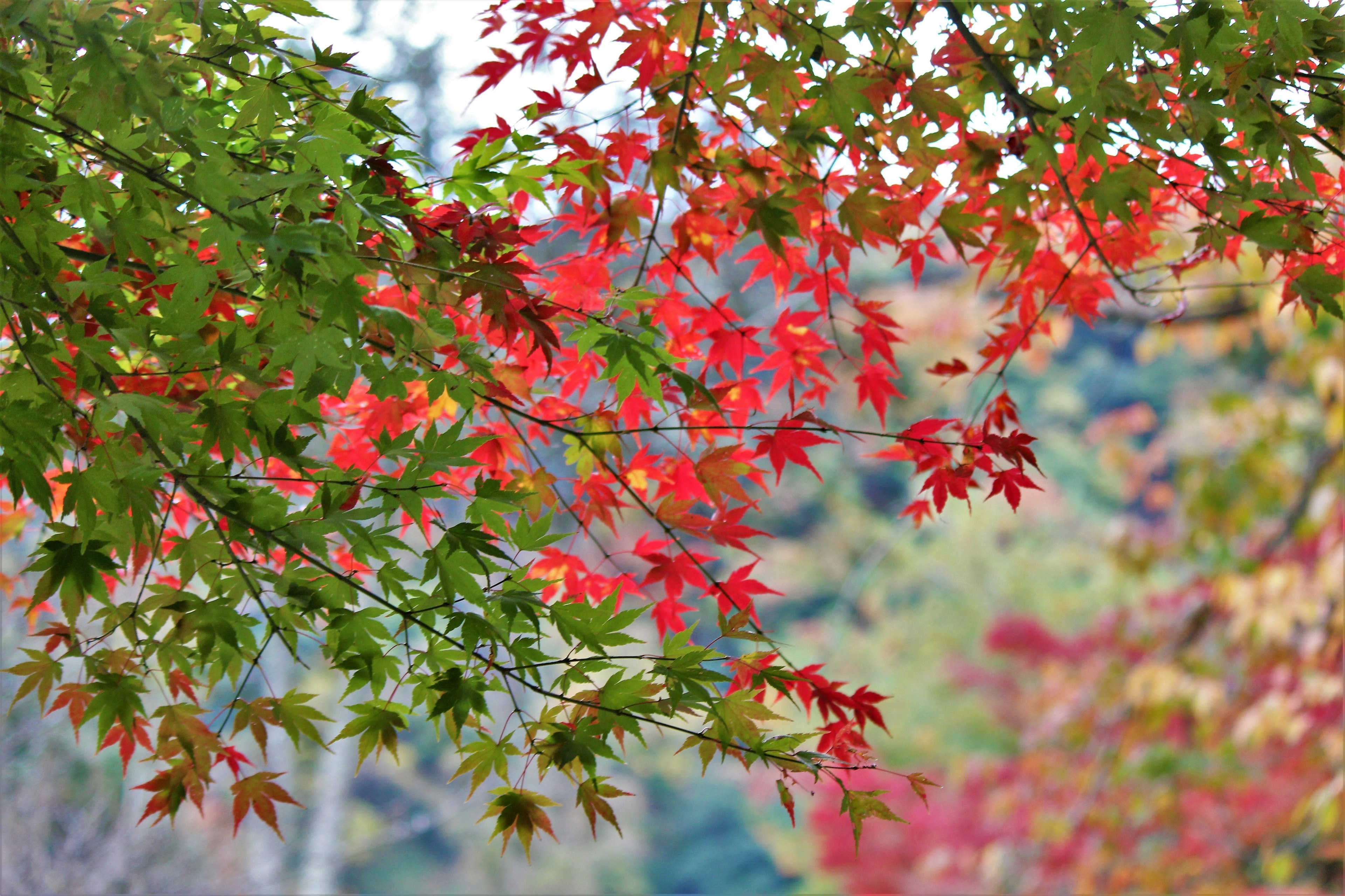 生動的紅色和綠色秋葉在自然環境中