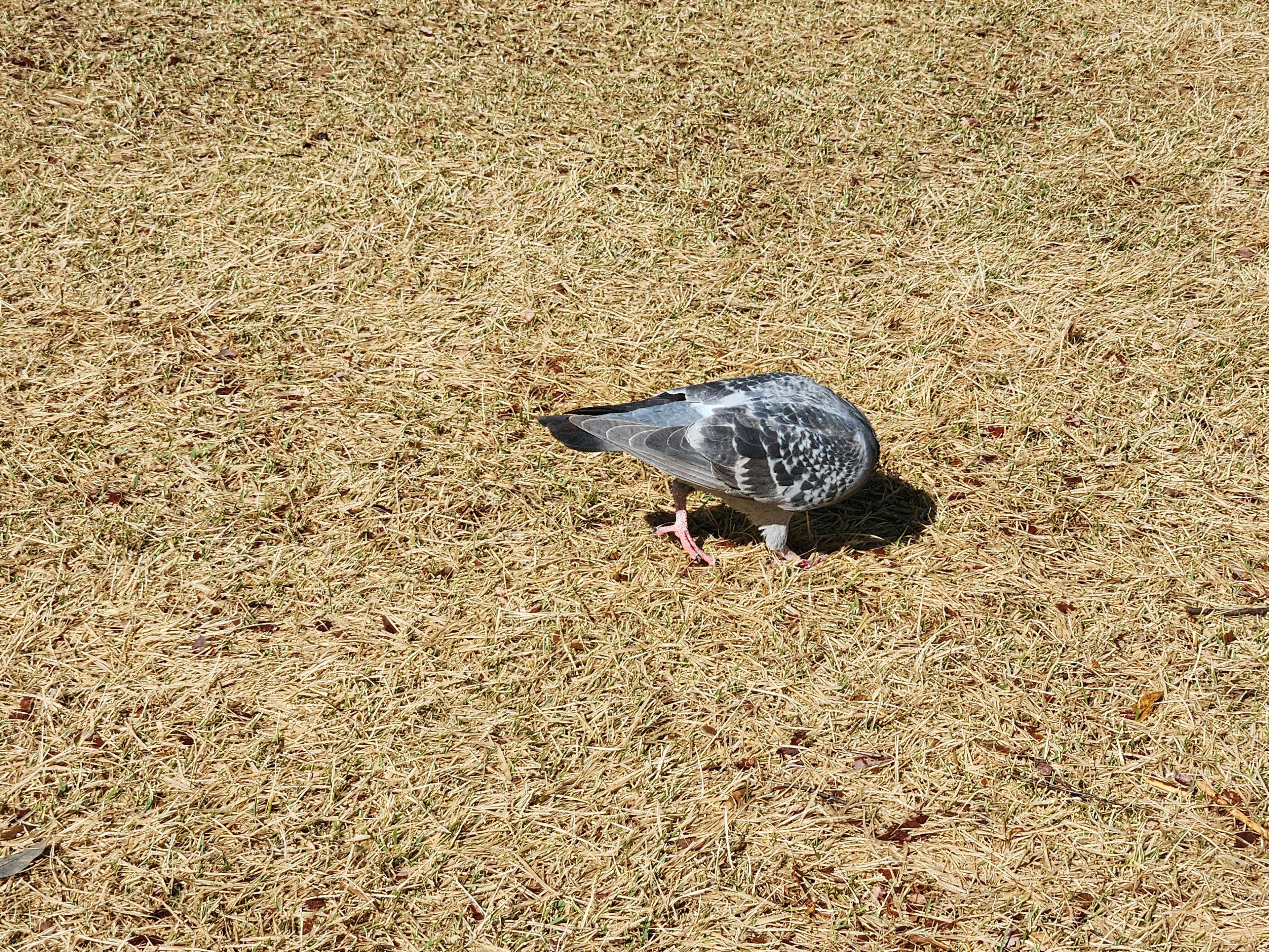 A gray pigeon walking on dry grass