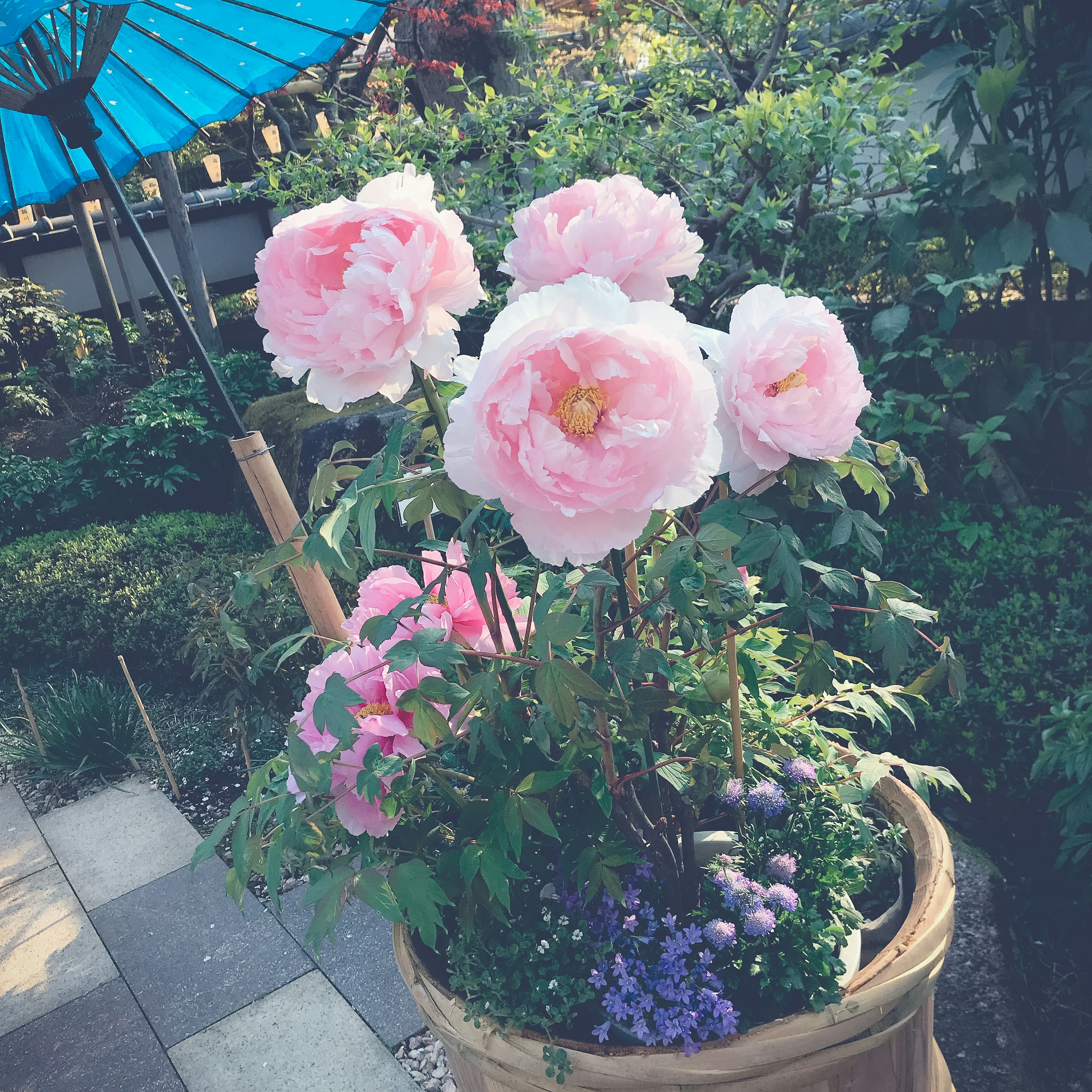 Potted pink peonies with an umbrella in a garden setting