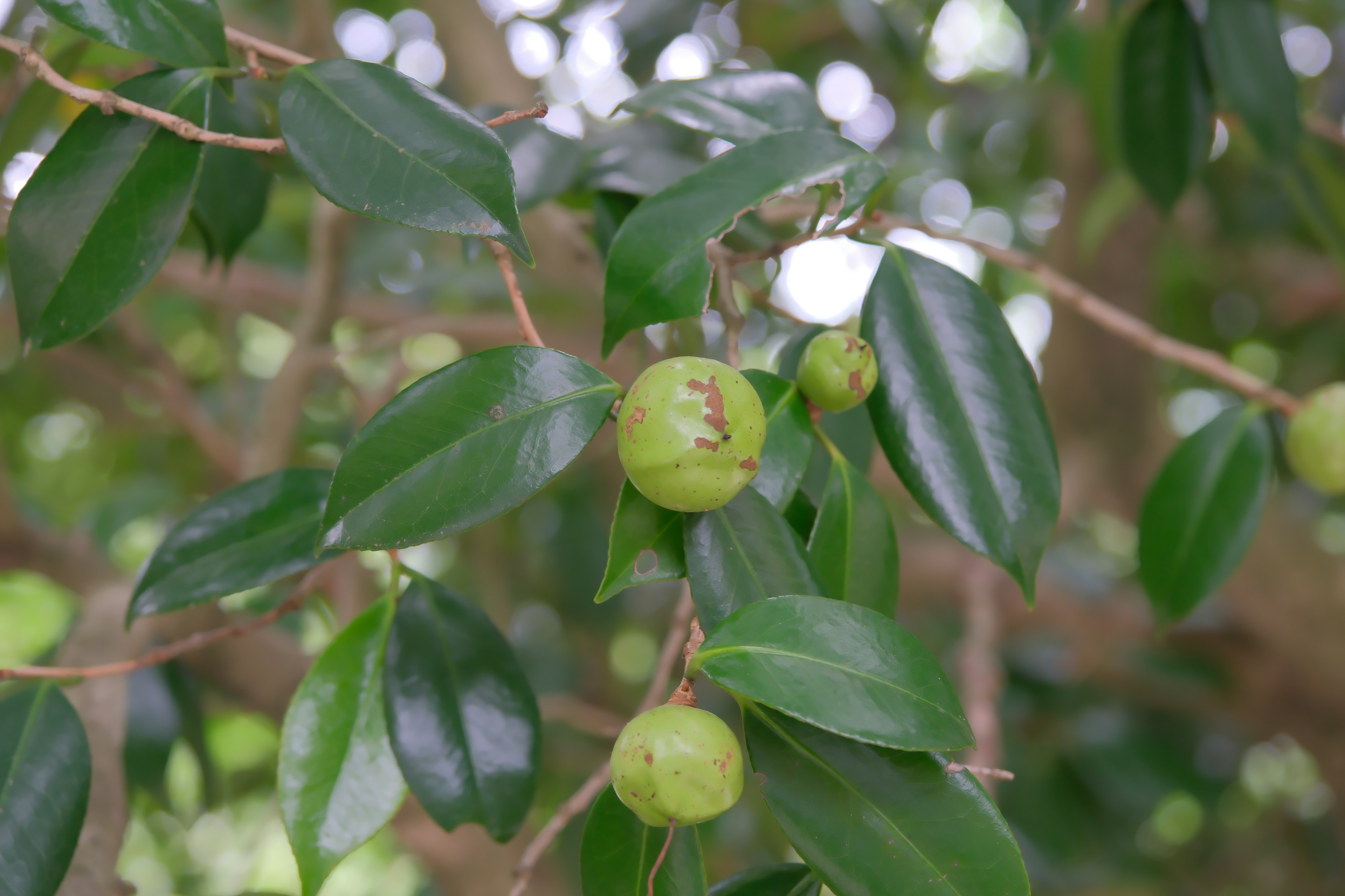 Close-up of a tree branch with green fruits and dark green leaves