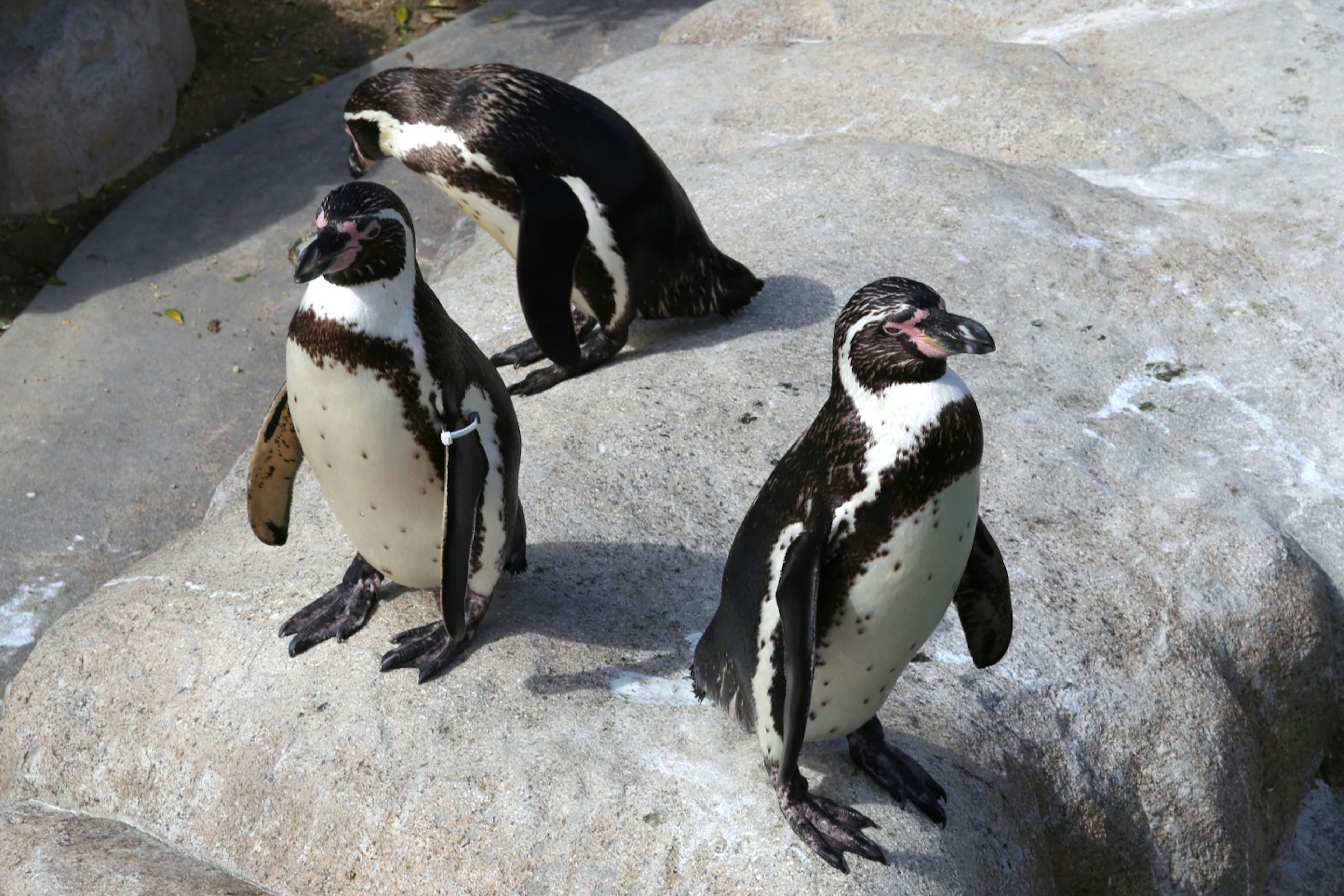 Sekelompok penguin berdiri di atas batu dengan satu penguin di latar belakang