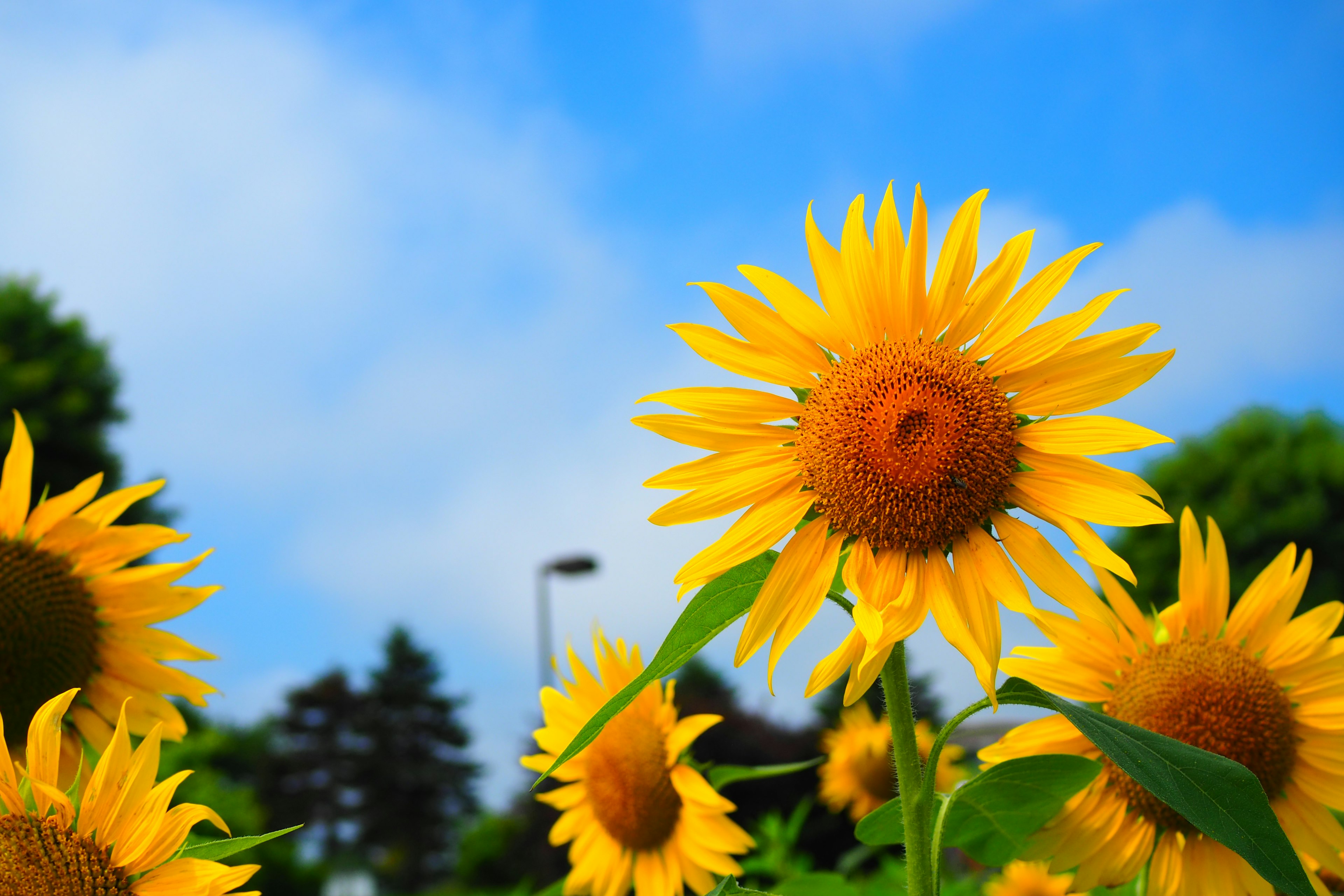 Helle Sonnenblumen blühen unter einem blauen Himmel