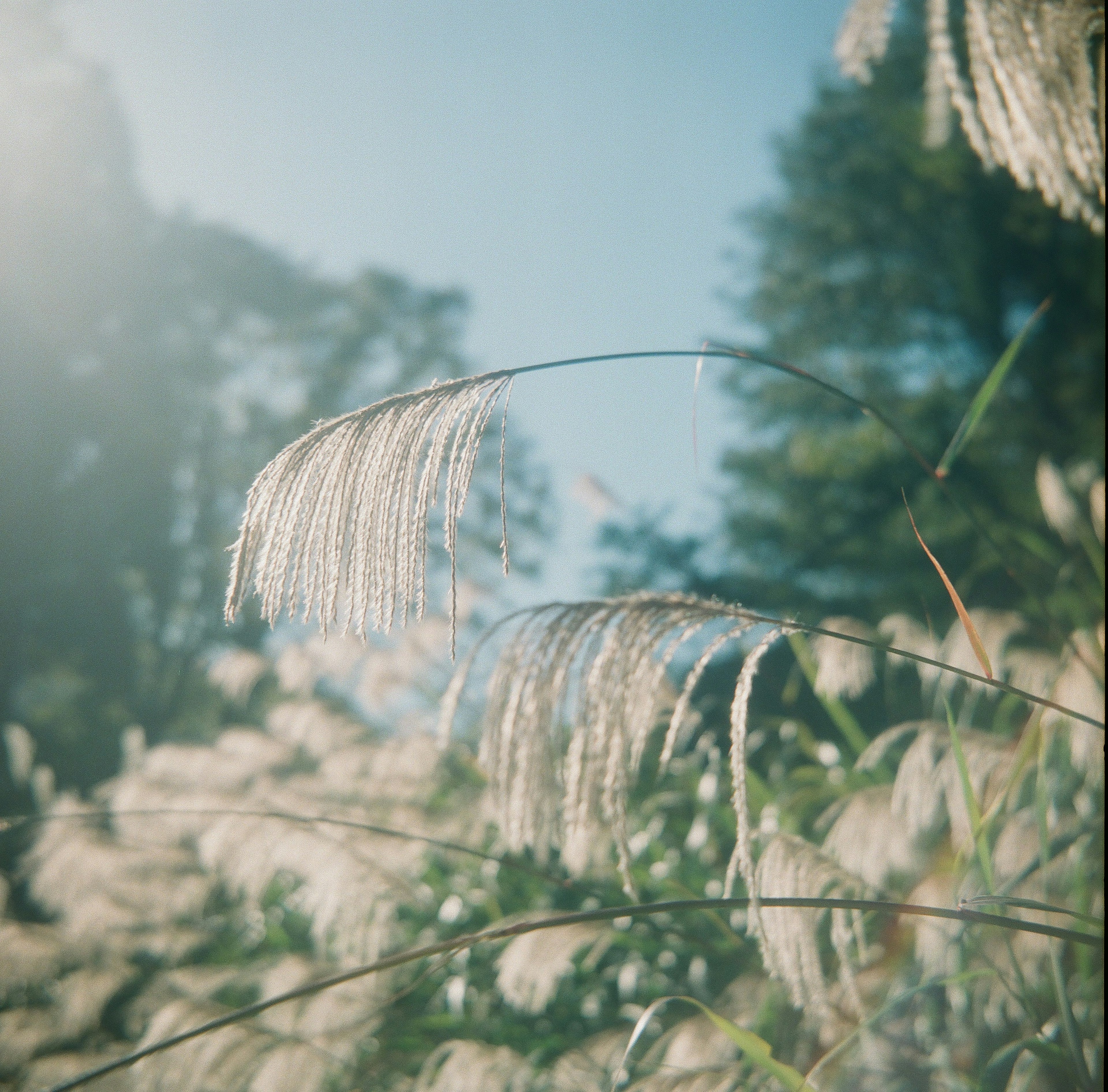 Nahaufnahme von gefiedertem Gras, das in einem sonnigen Feld unter blauem Himmel schwingt