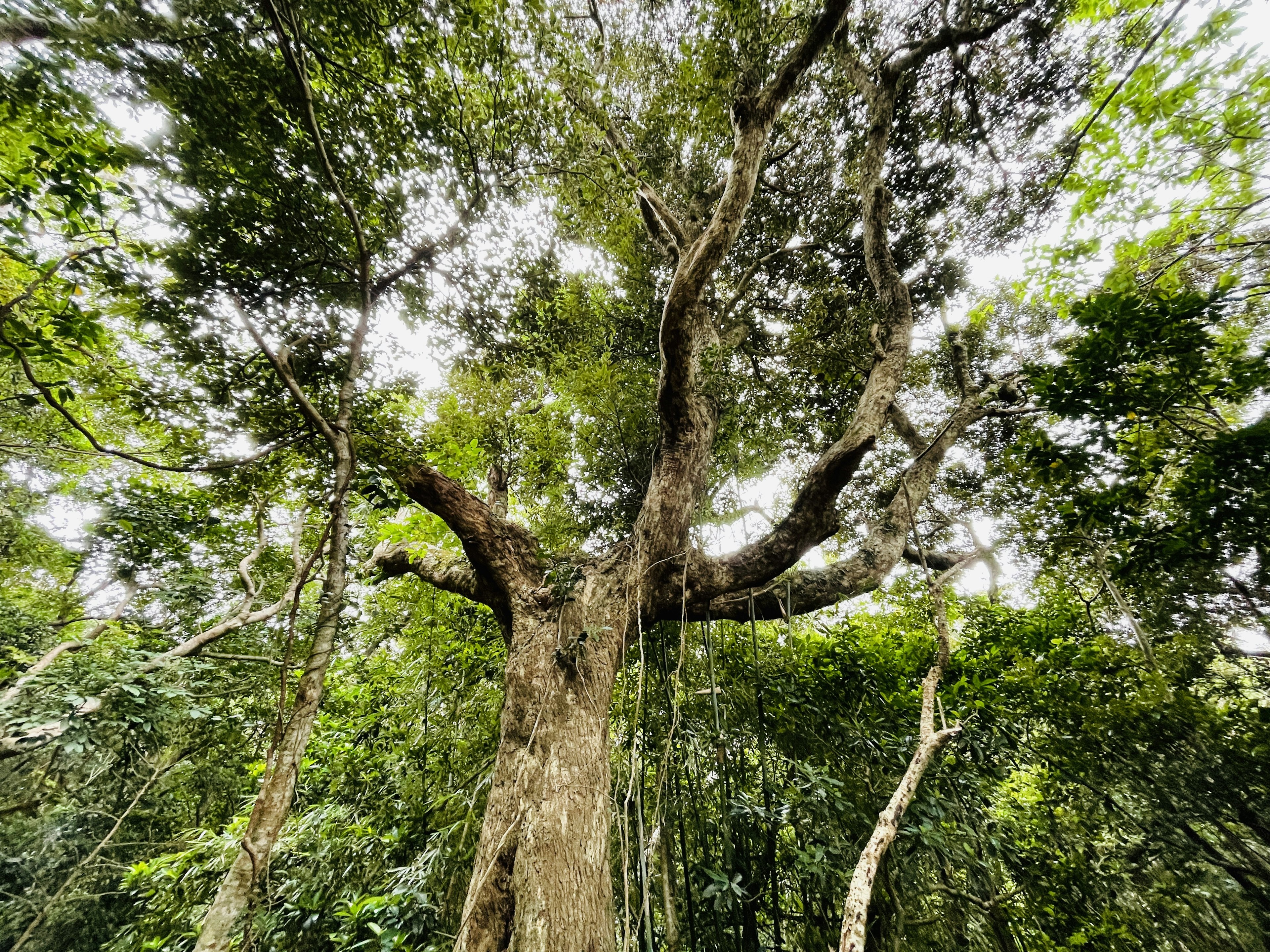 A tall tree standing in a lush green forest