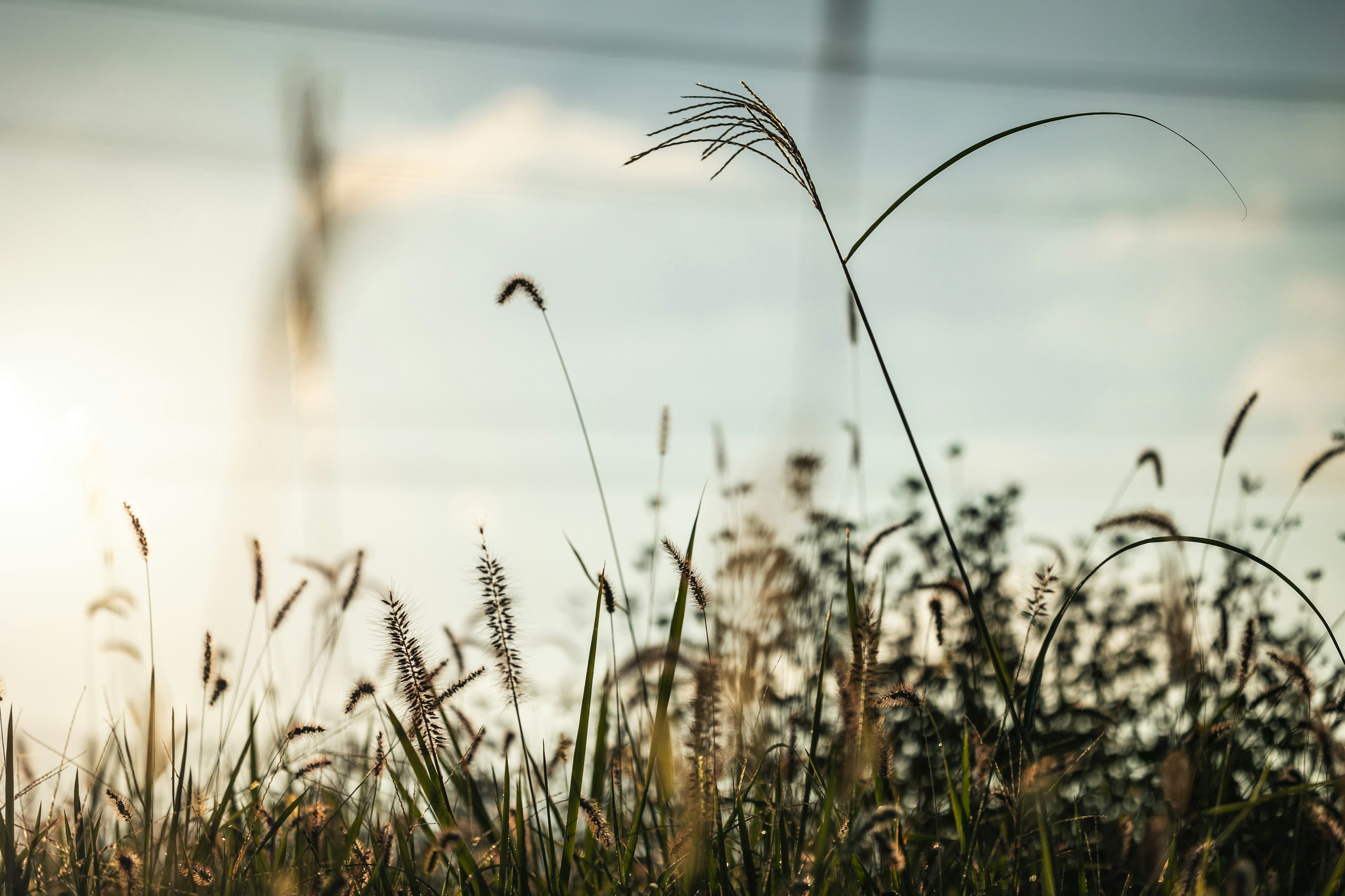 Herbe haute se balançant dans la lumière du soir avec un fond doux