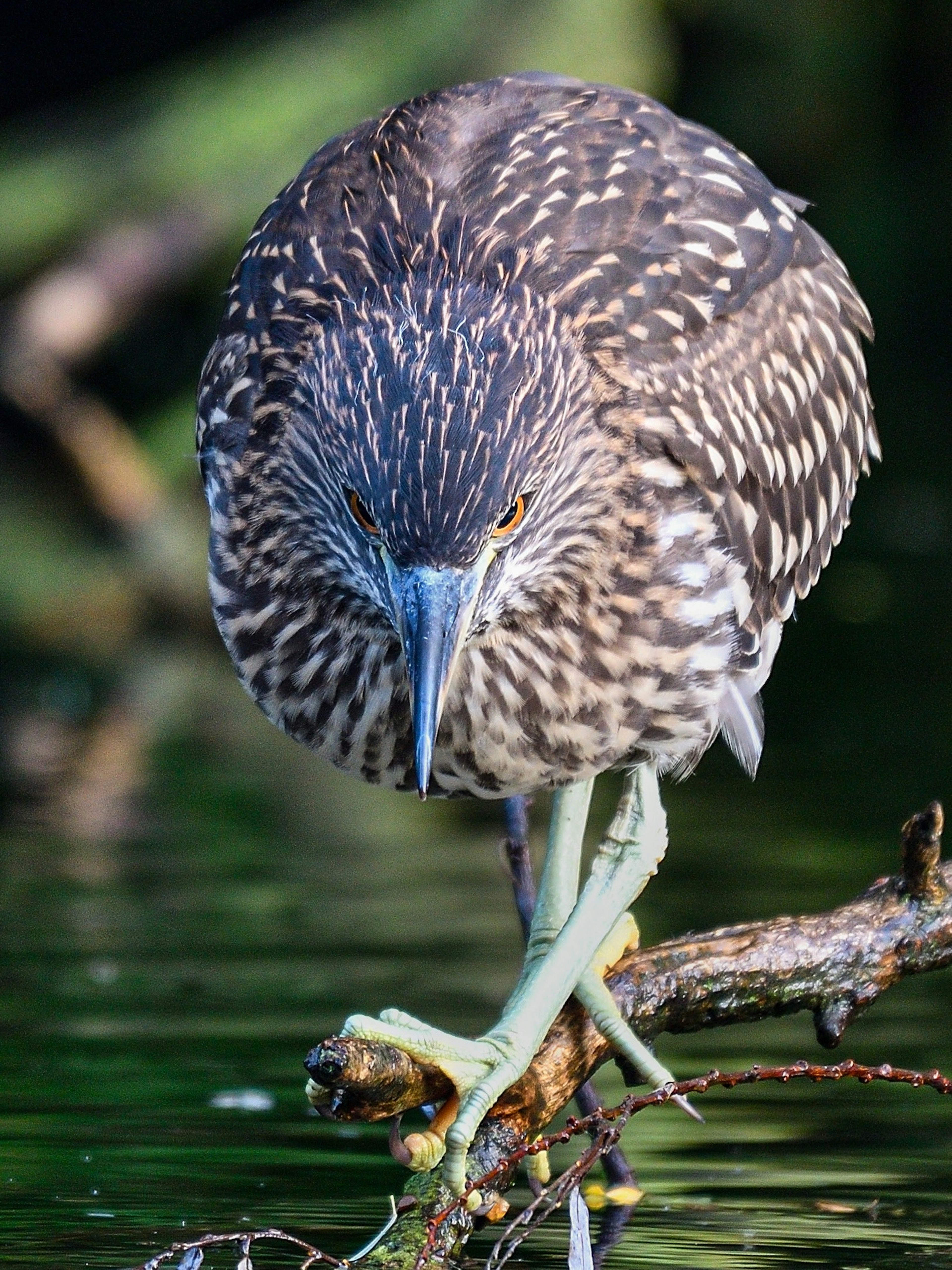 Acercamiento de un garcillo juvenil de pie junto al agua con plumas manchadas de marrón y blanco