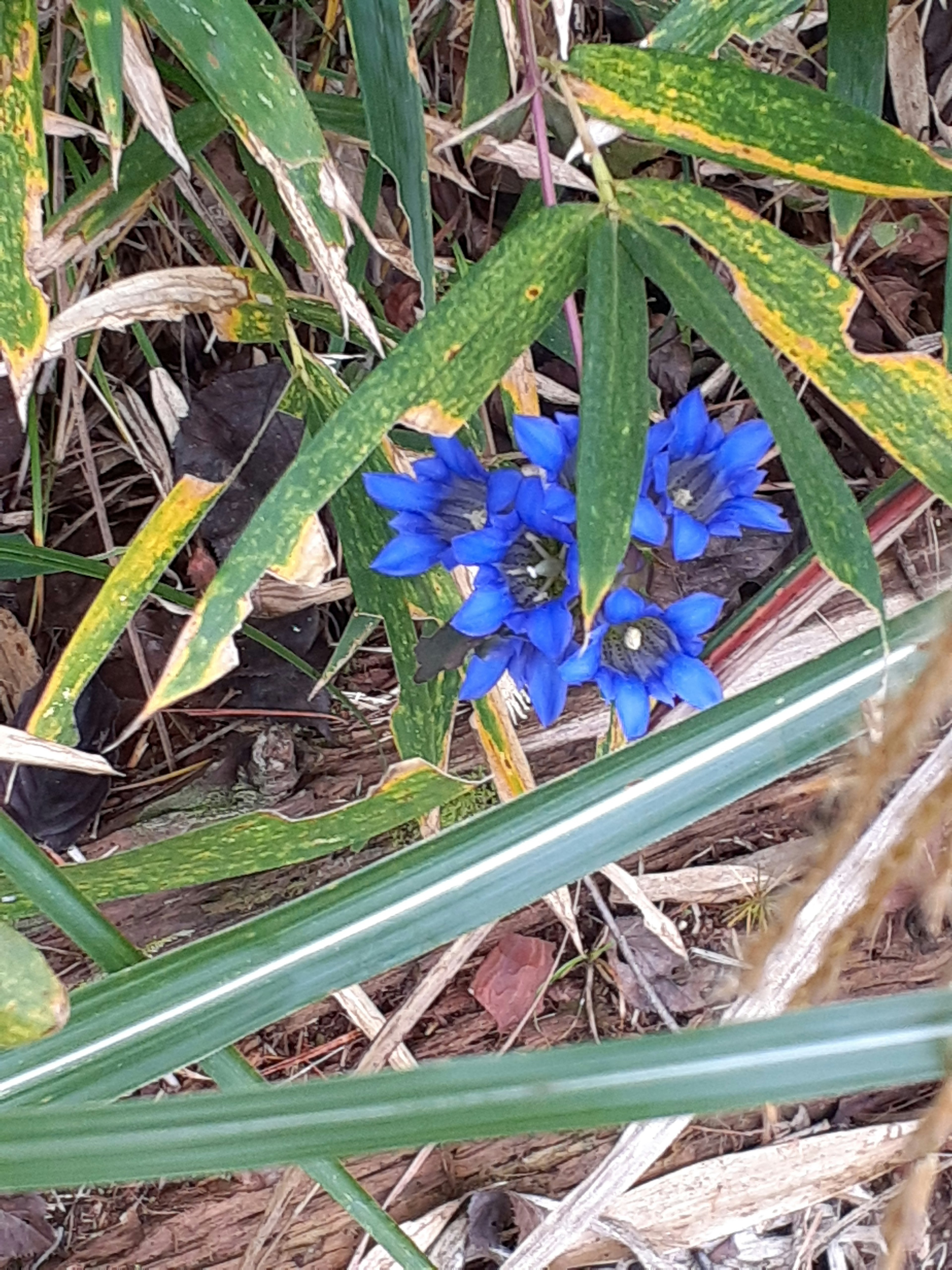 Bunga biru mekar di antara daun hijau