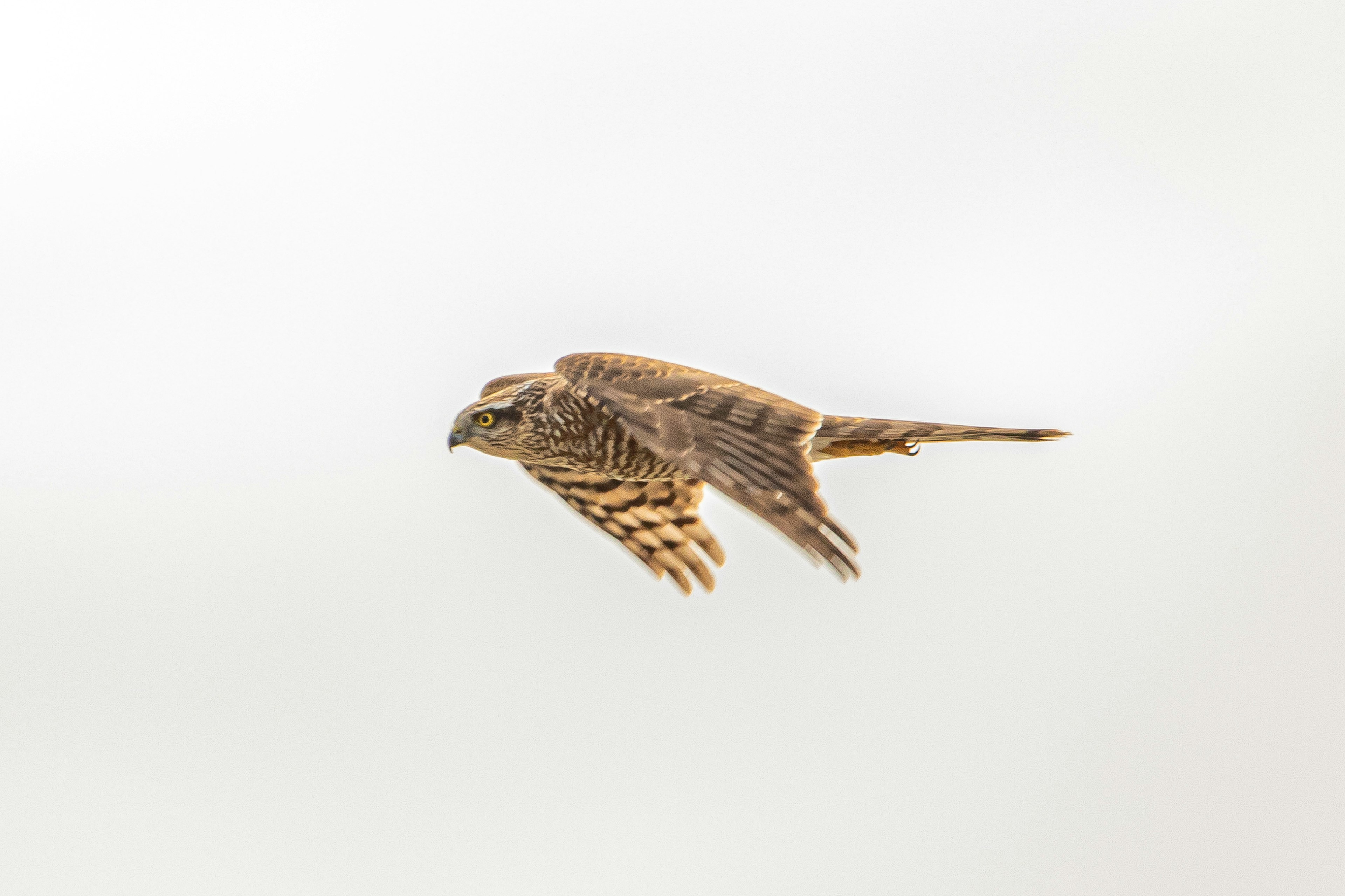 Side view of a small bird flying in the sky