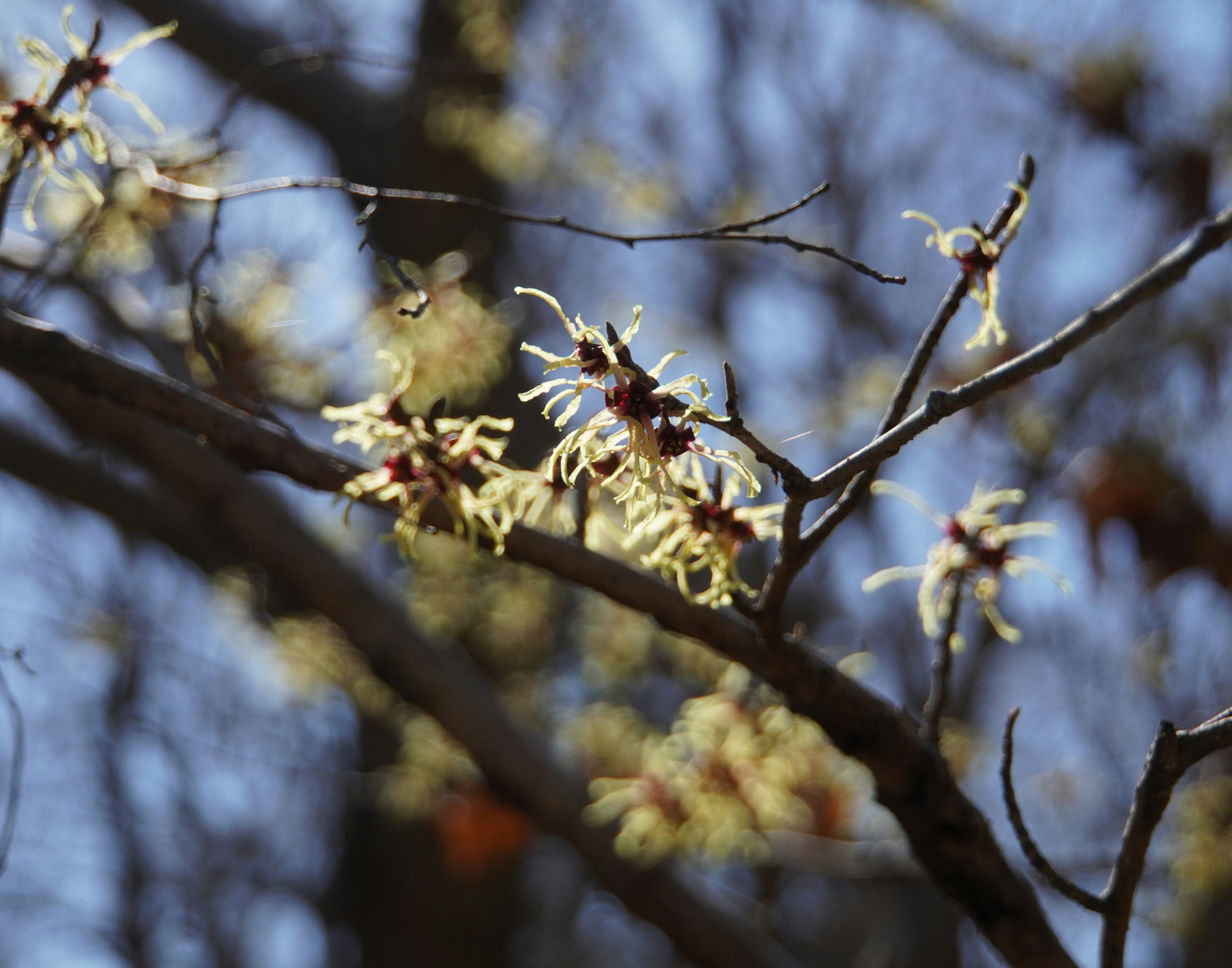 Bild von gelben Blumen, die an Baumzweigen blühen