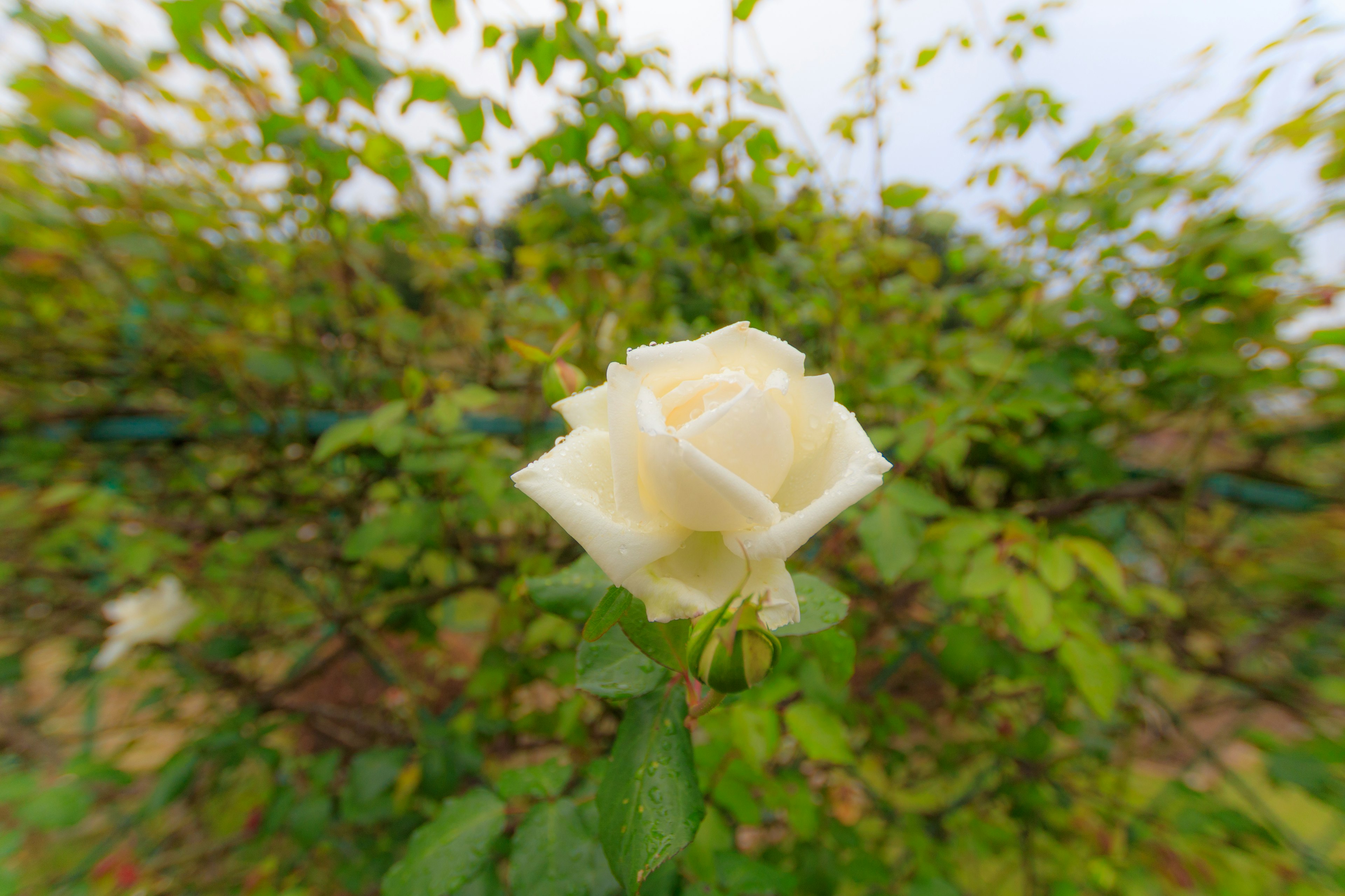 A white rose blooming against a backdrop of green leaves