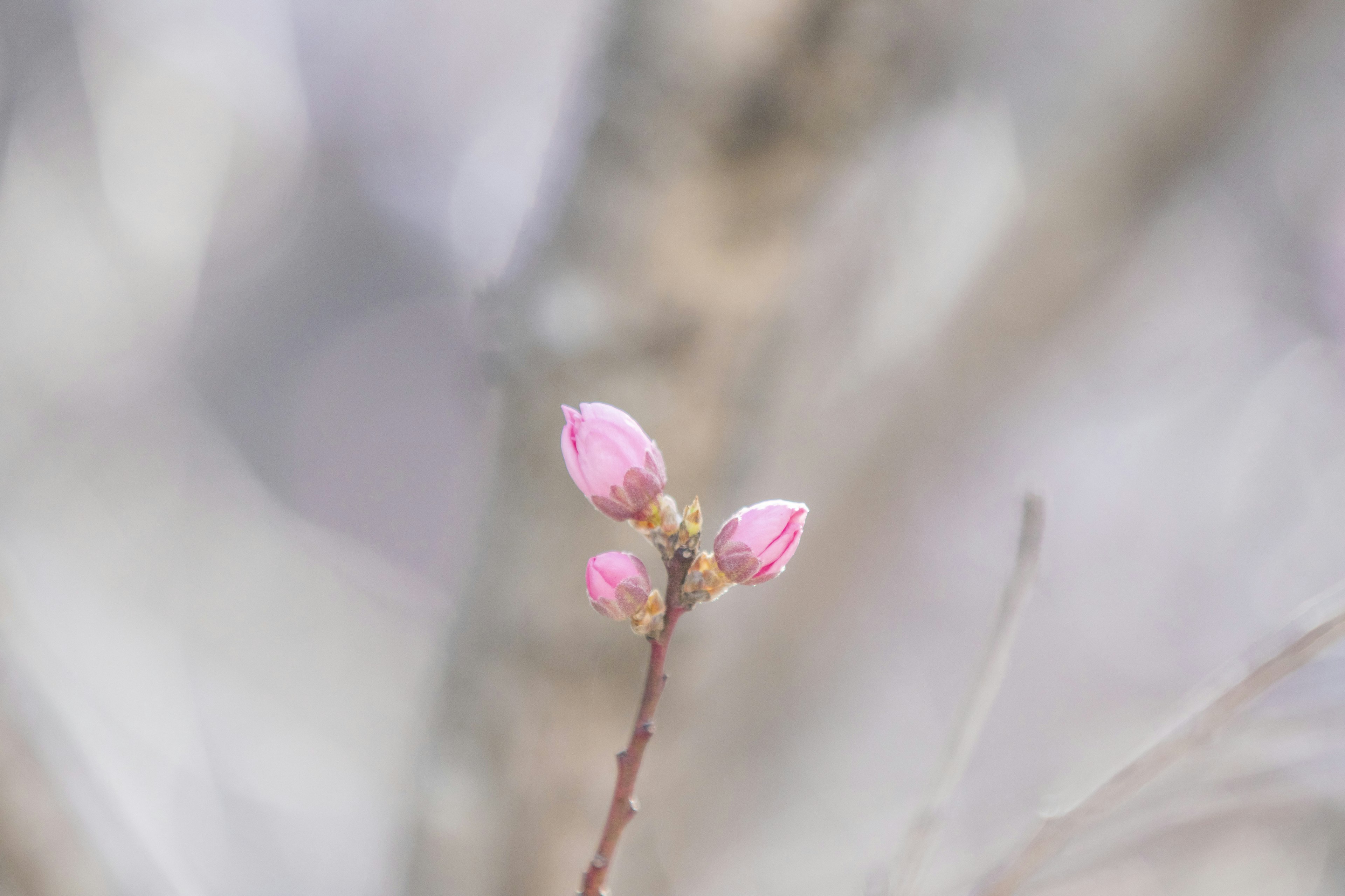 Une branche avec des bourgeons roses sur un fond doux