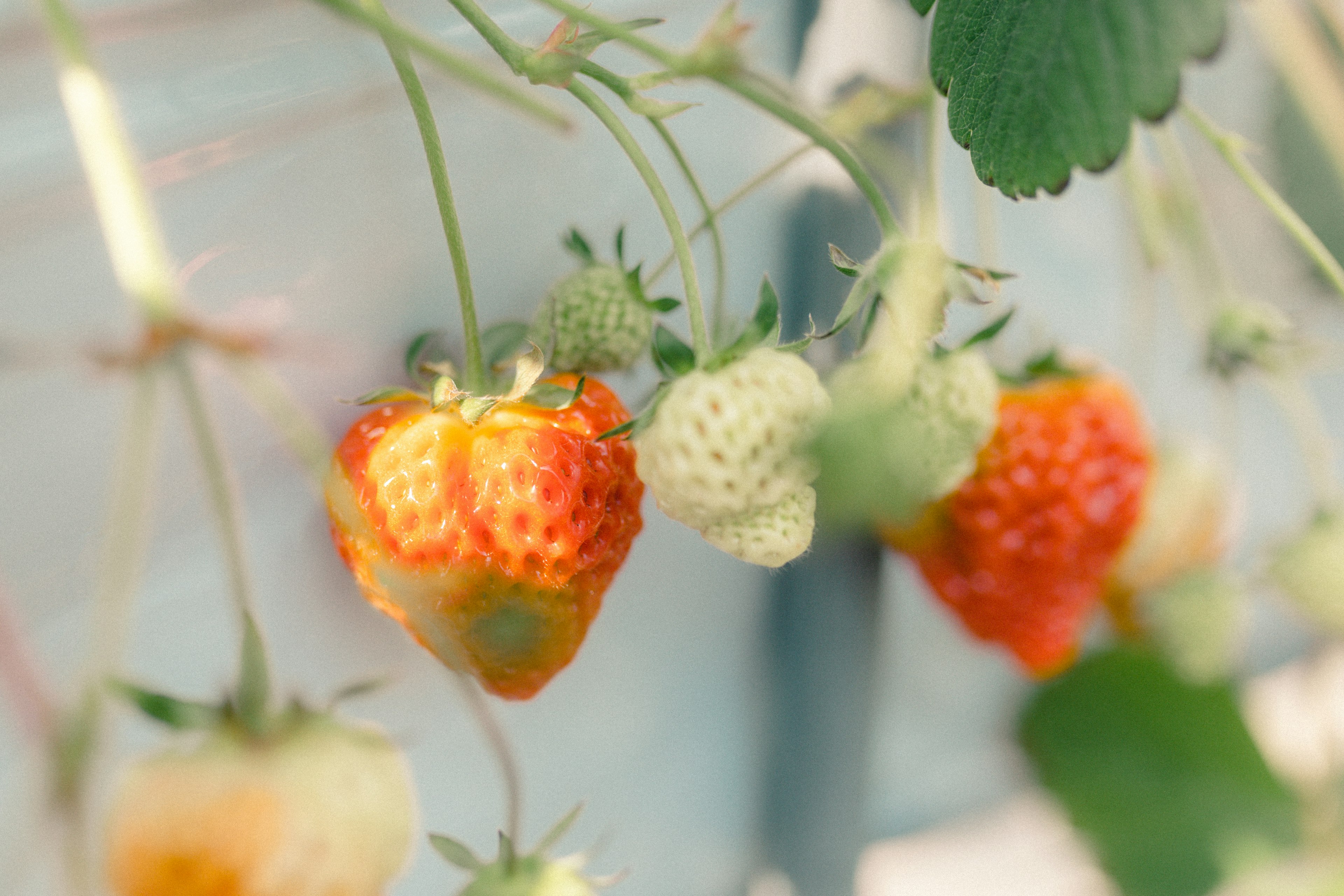 Ripe red strawberries and unripe green strawberries hanging against a blue background