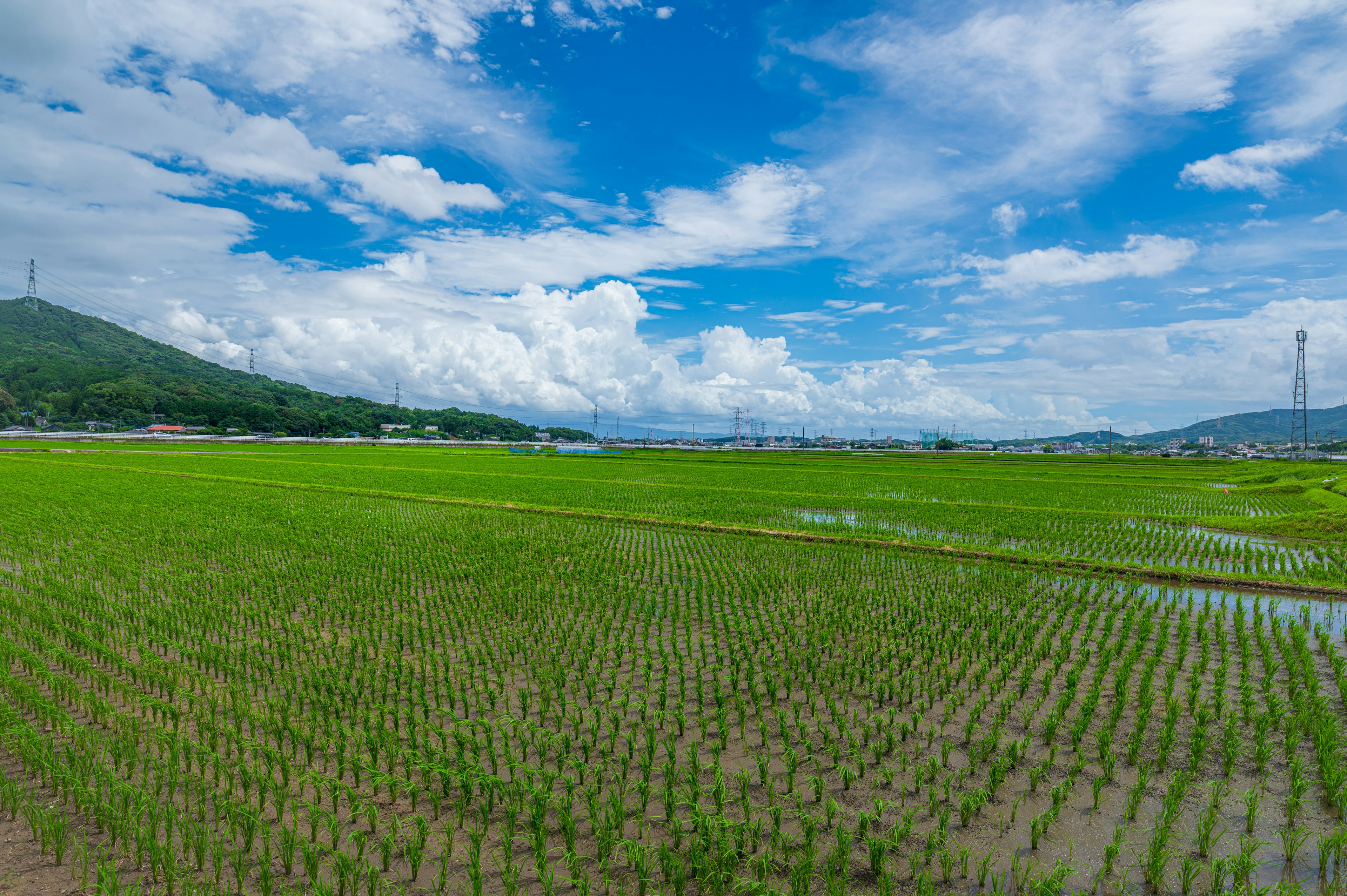 青々とした稲田と青空が広がる風景