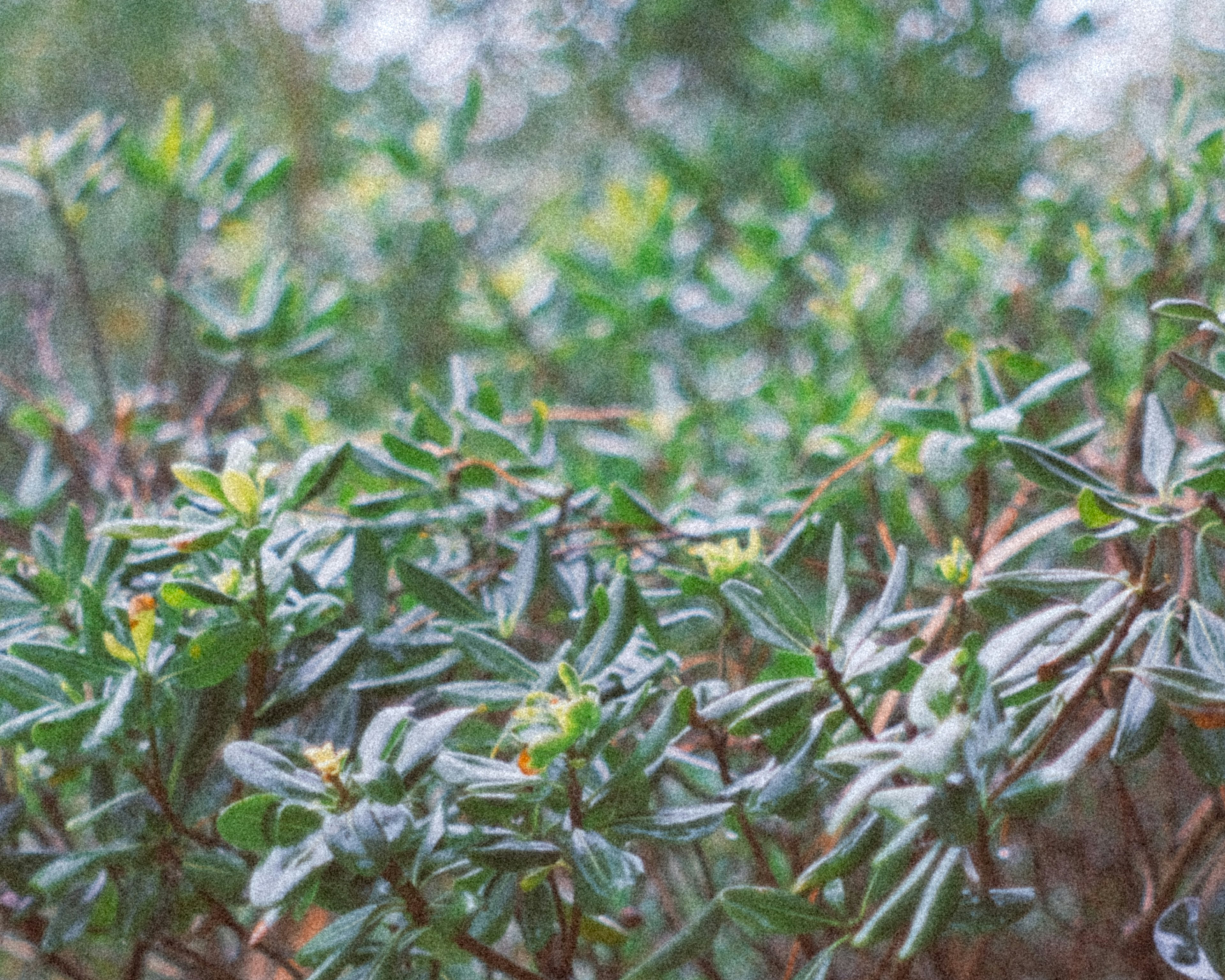 Kedekatan tanaman dengan daun hijau dan bunga kecil