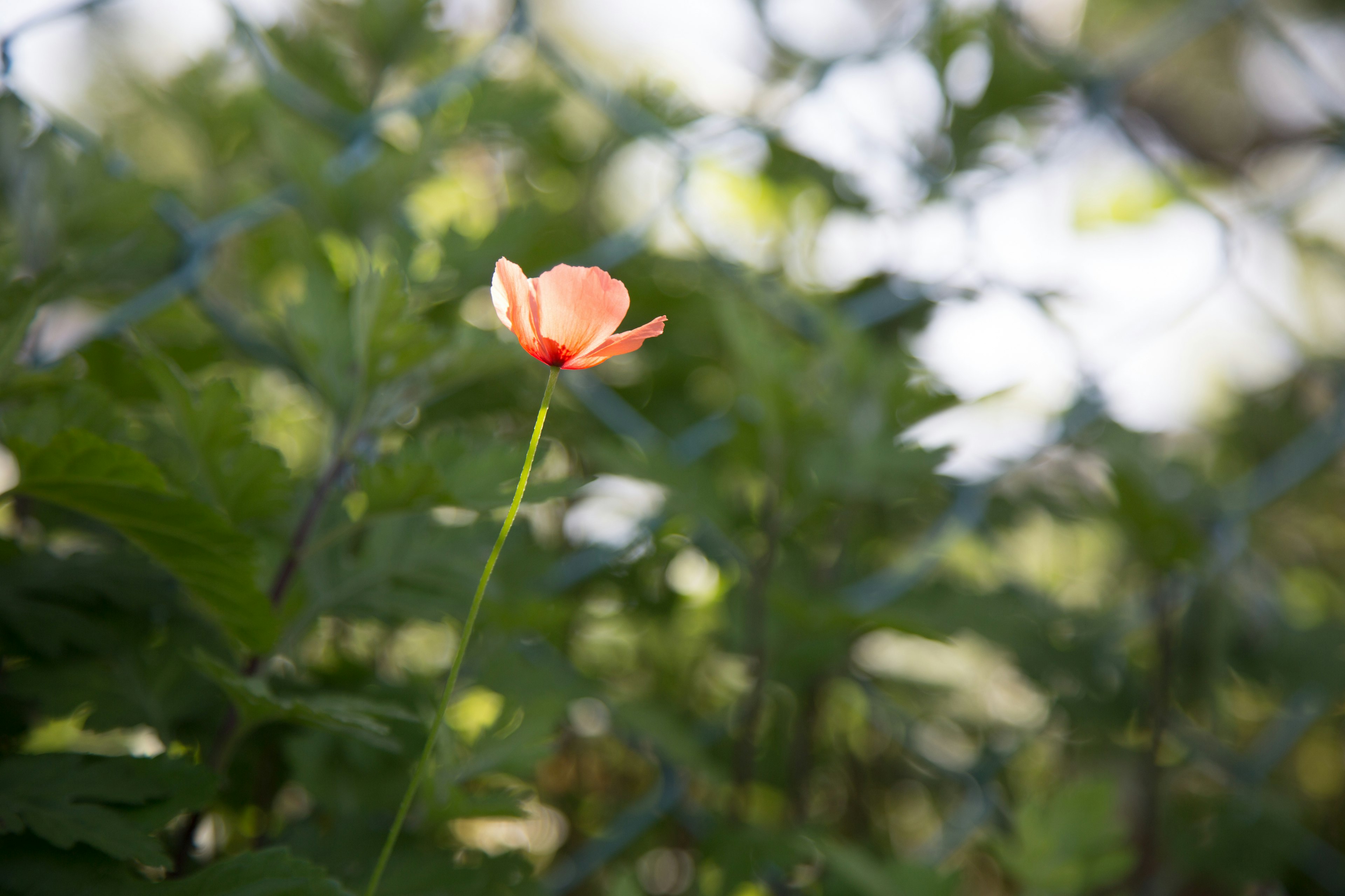 A pale pink flower standing among green leaves