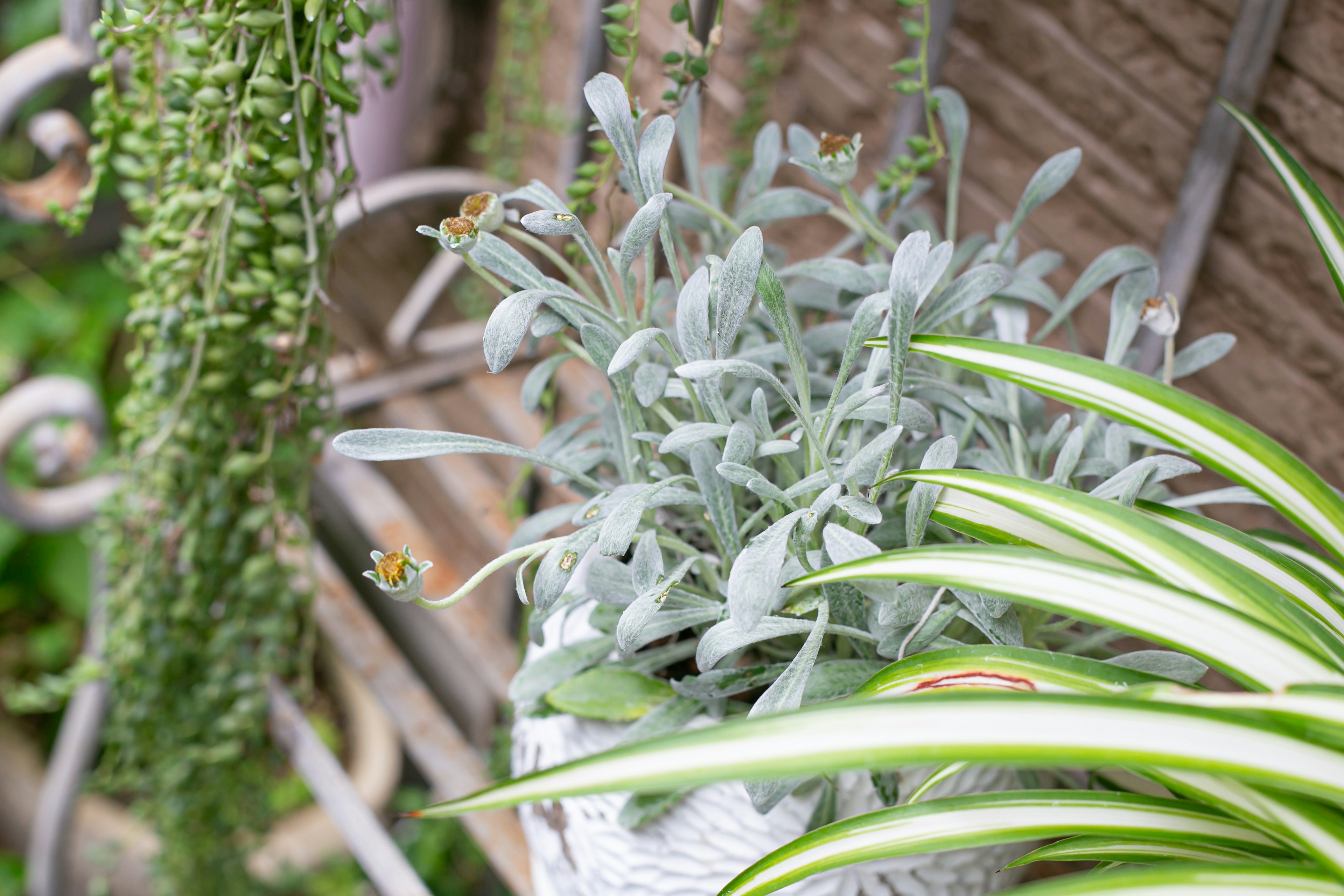 A scene featuring potted plants with green and silver leaves