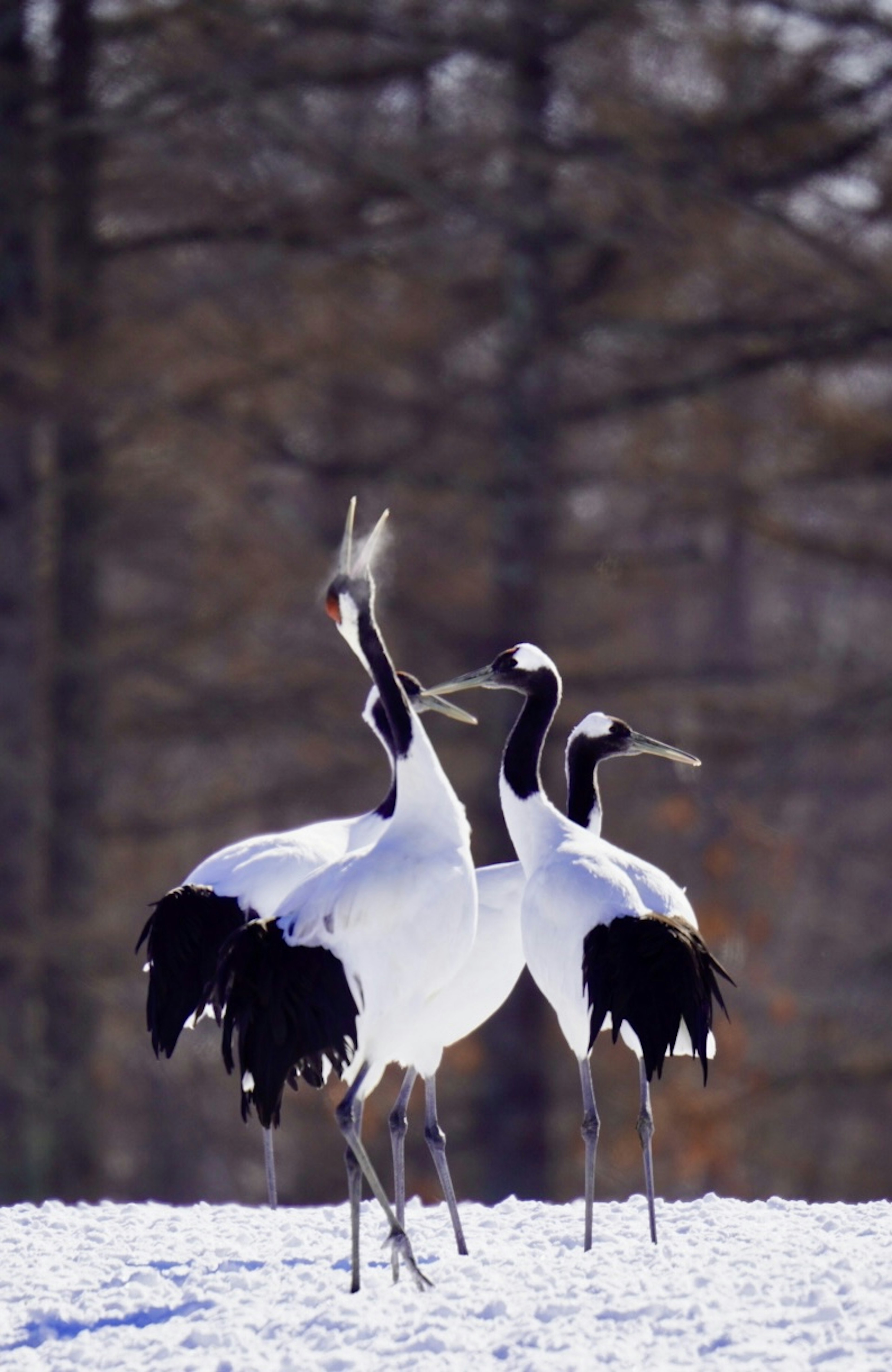 Trois grues à couronne rouge dansant dans la neige avec des plumes élégantes et des motifs noirs distinctifs