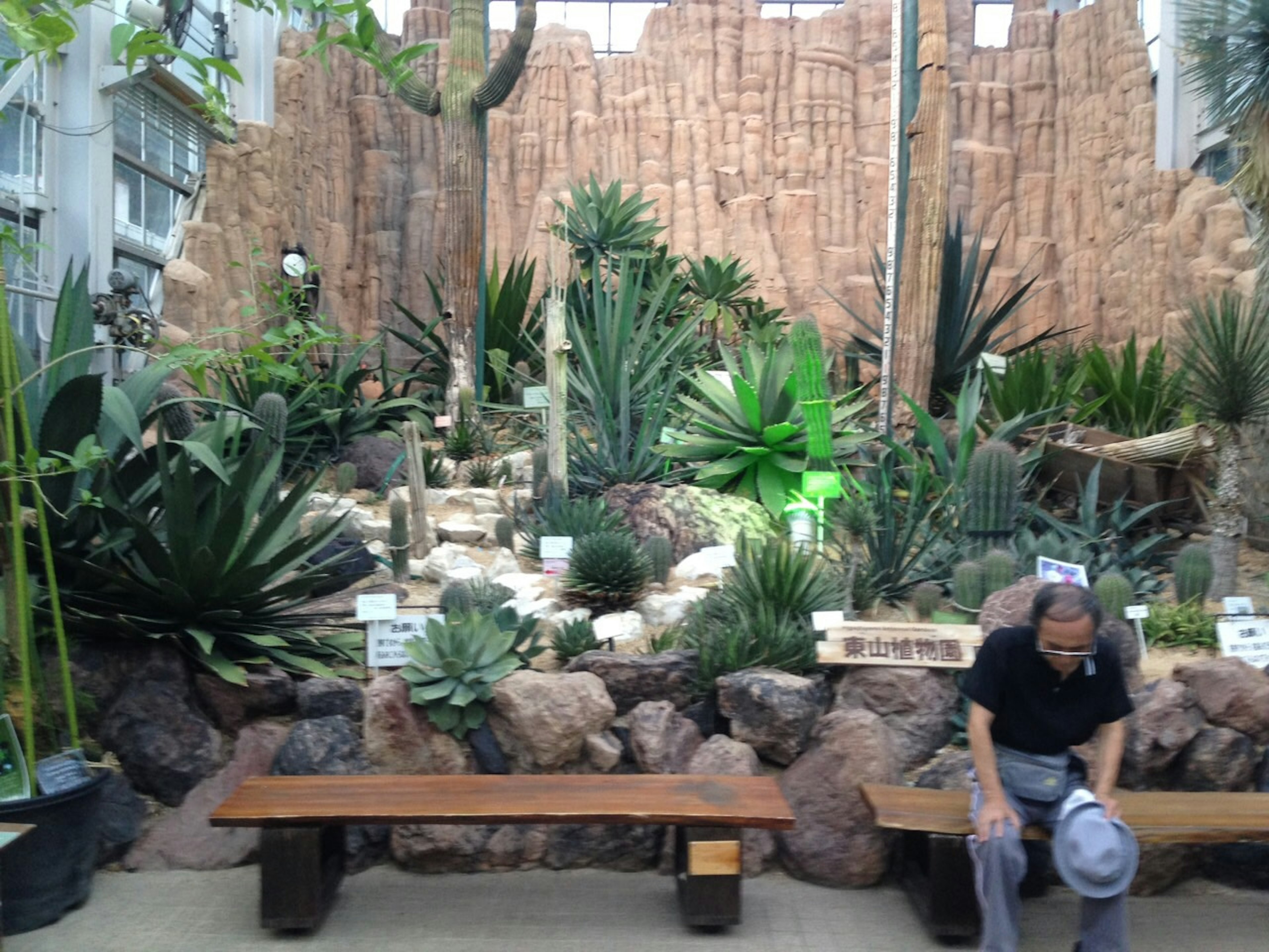 Uomo seduto in un giardino lussureggiante di cactus e piante succulente