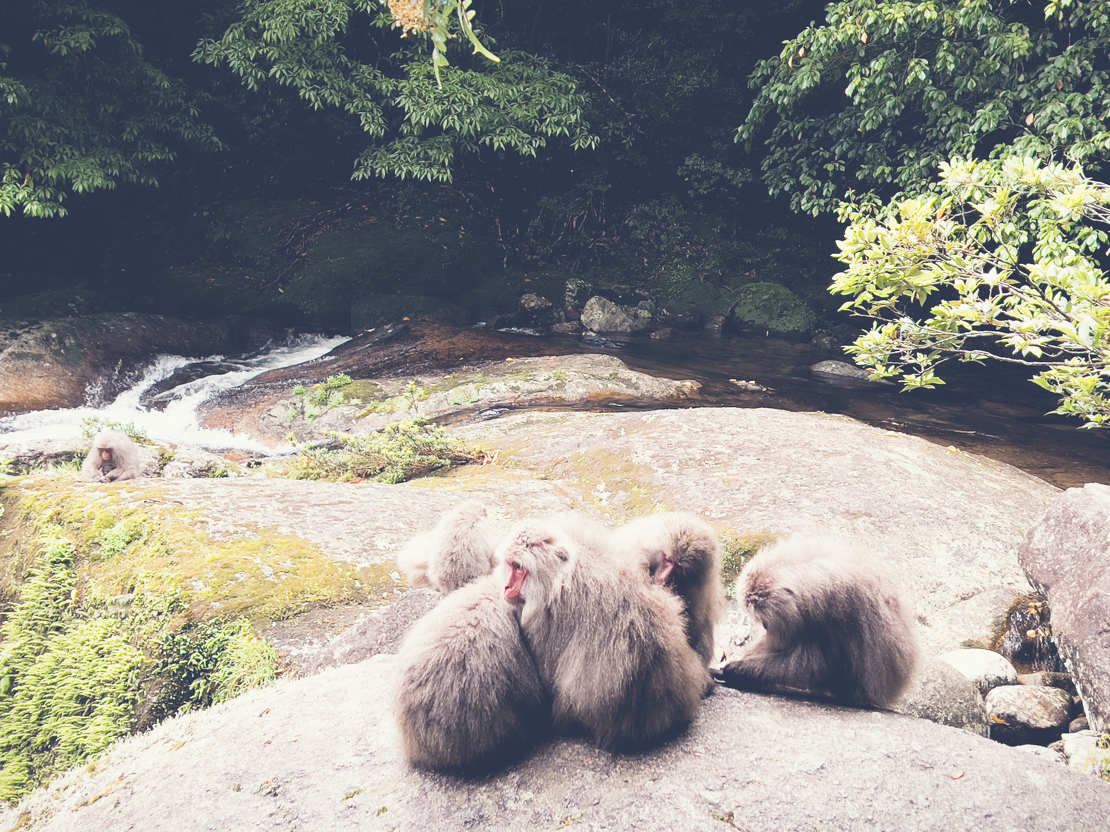 Eine Gruppe von Affen, die auf einem Felsen neben einem Fluss sitzen, umgeben von grünen Bäumen