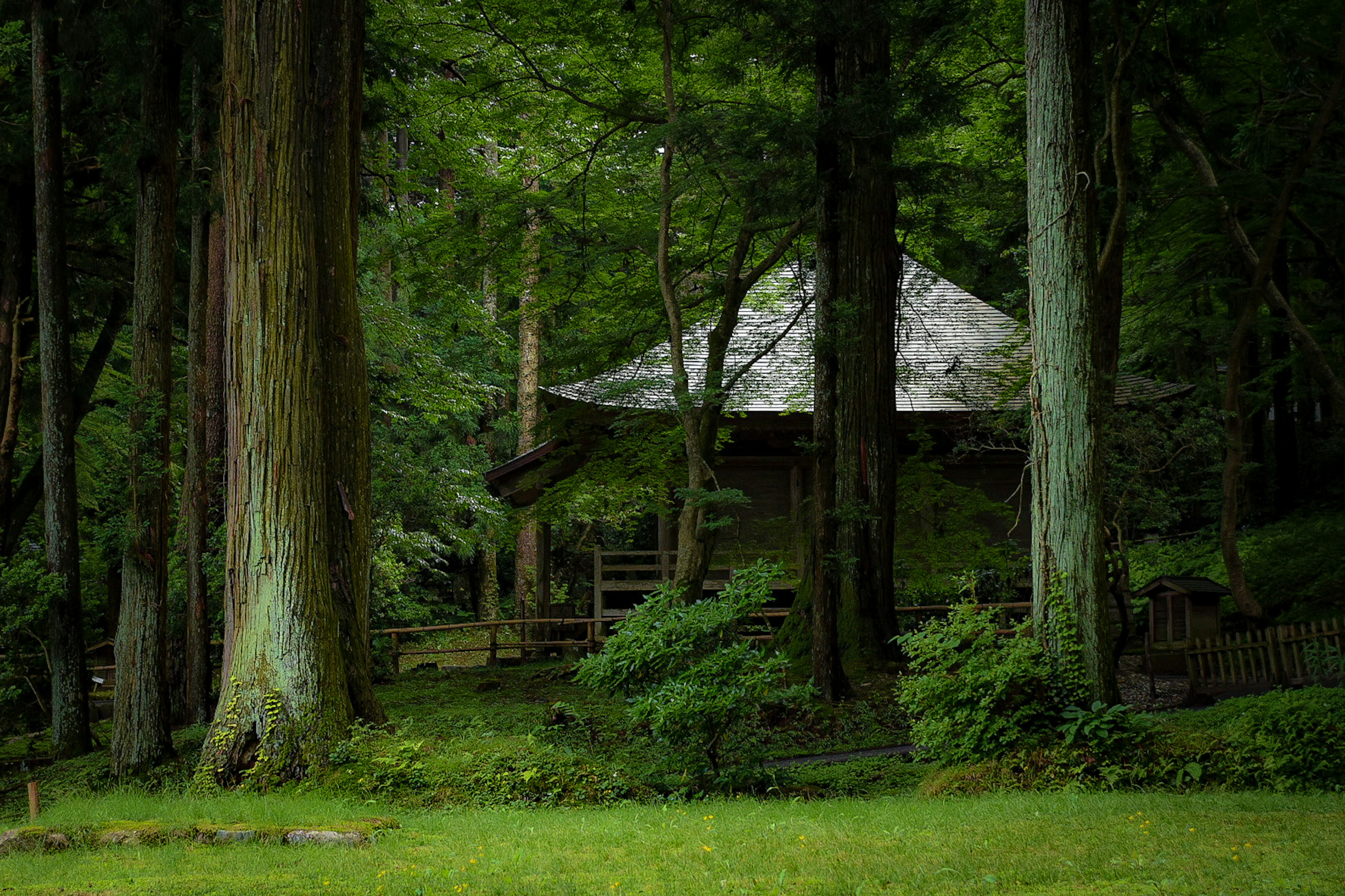 Une petite maison en bois nichée dans une forêt verdoyante