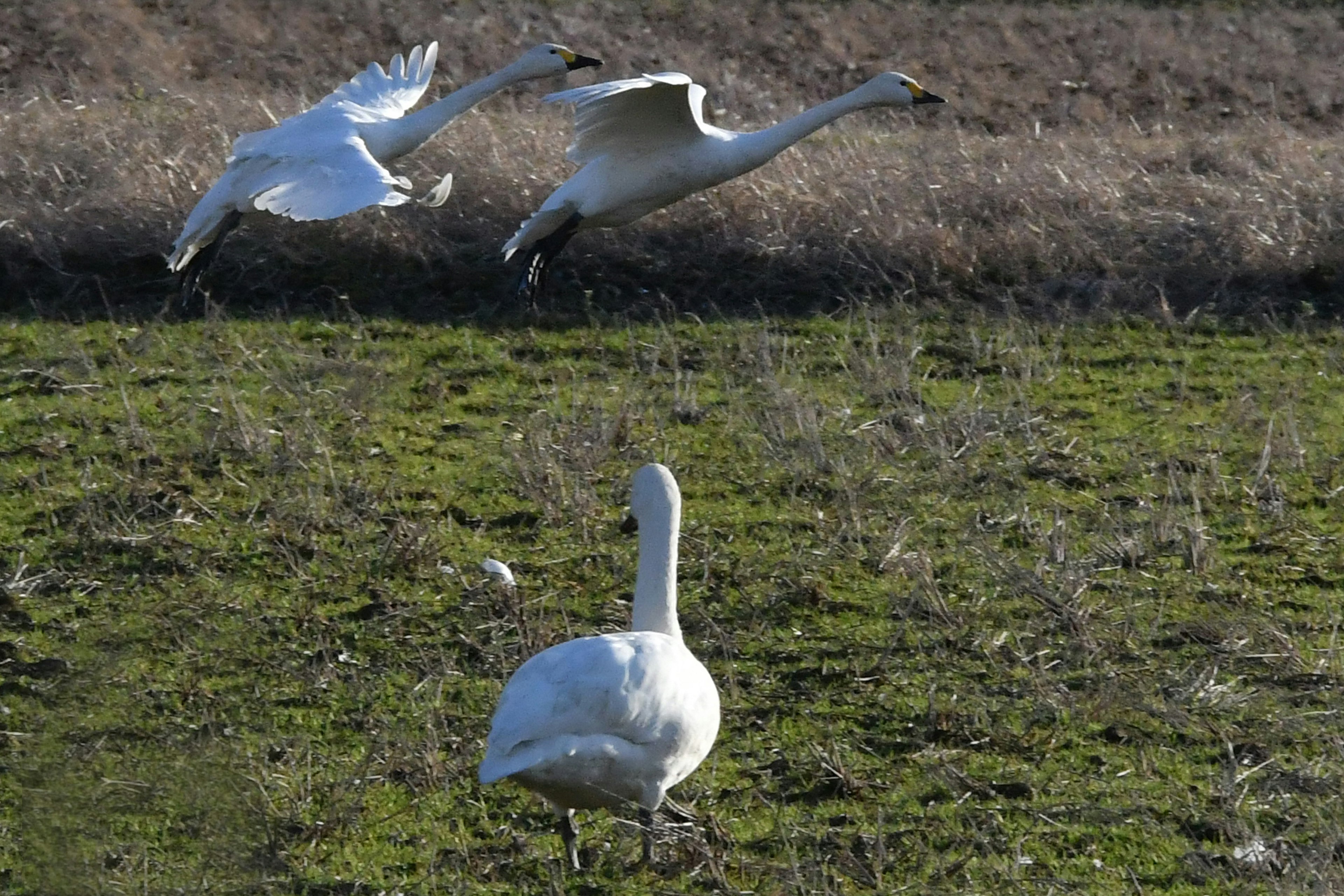 Cigni che decollano e un cigno a terra