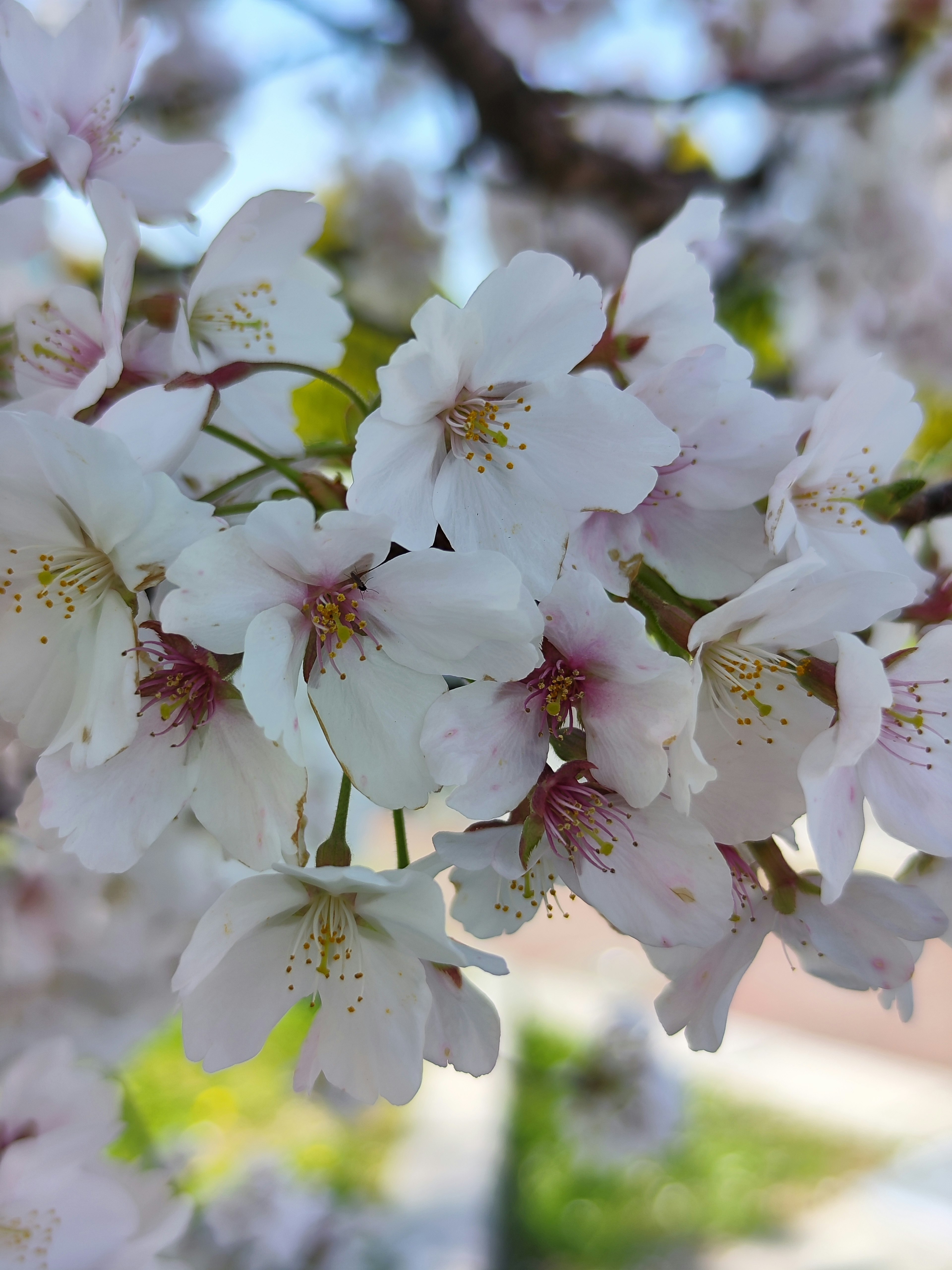 Nahaufnahme von Kirschblüten weiße Blütenblätter mit rosa Zentren grüne Blätter und blauer Himmel