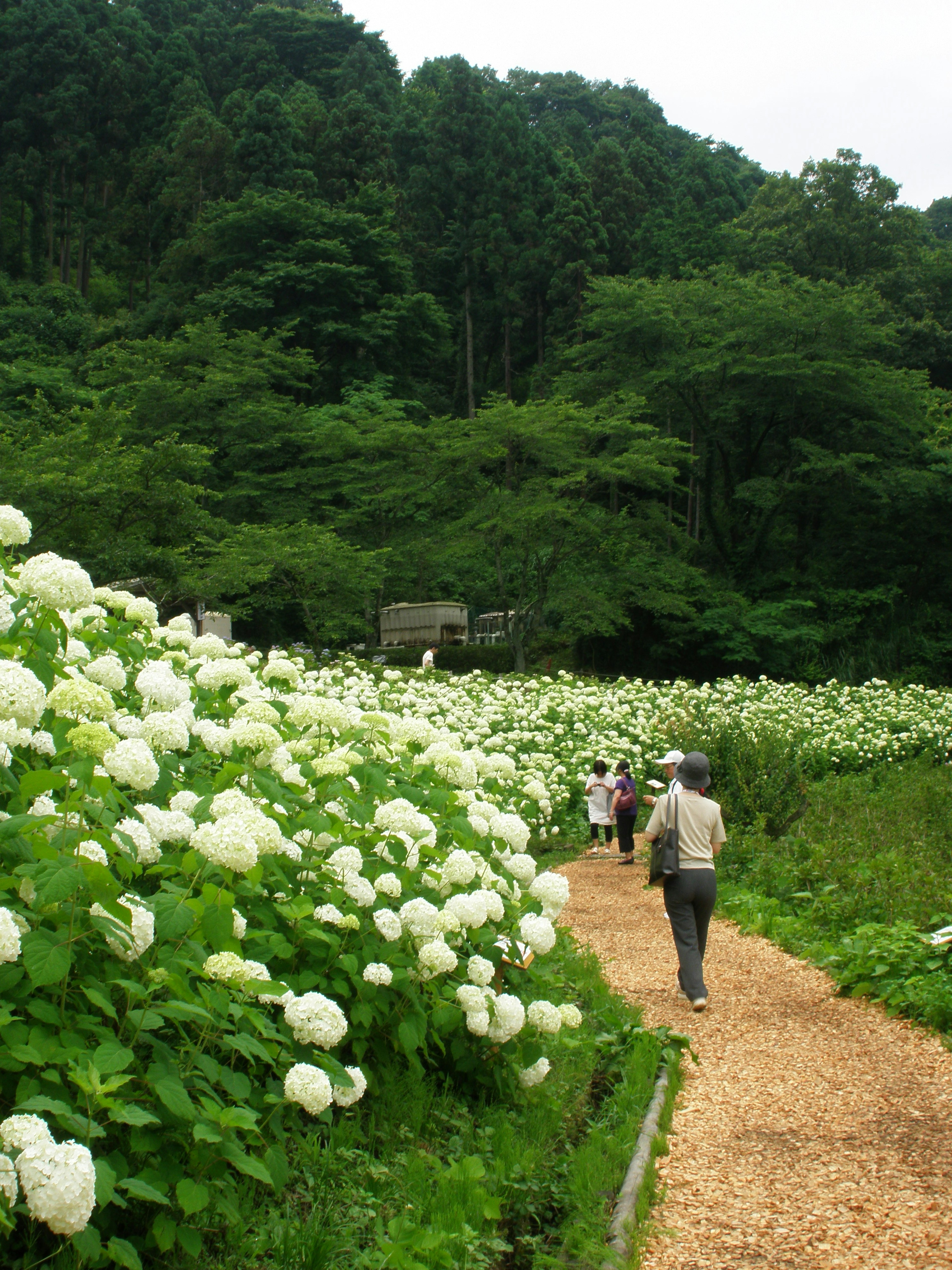 Sentier pittoresque bordé de fleurs blanches et de personnes marchant