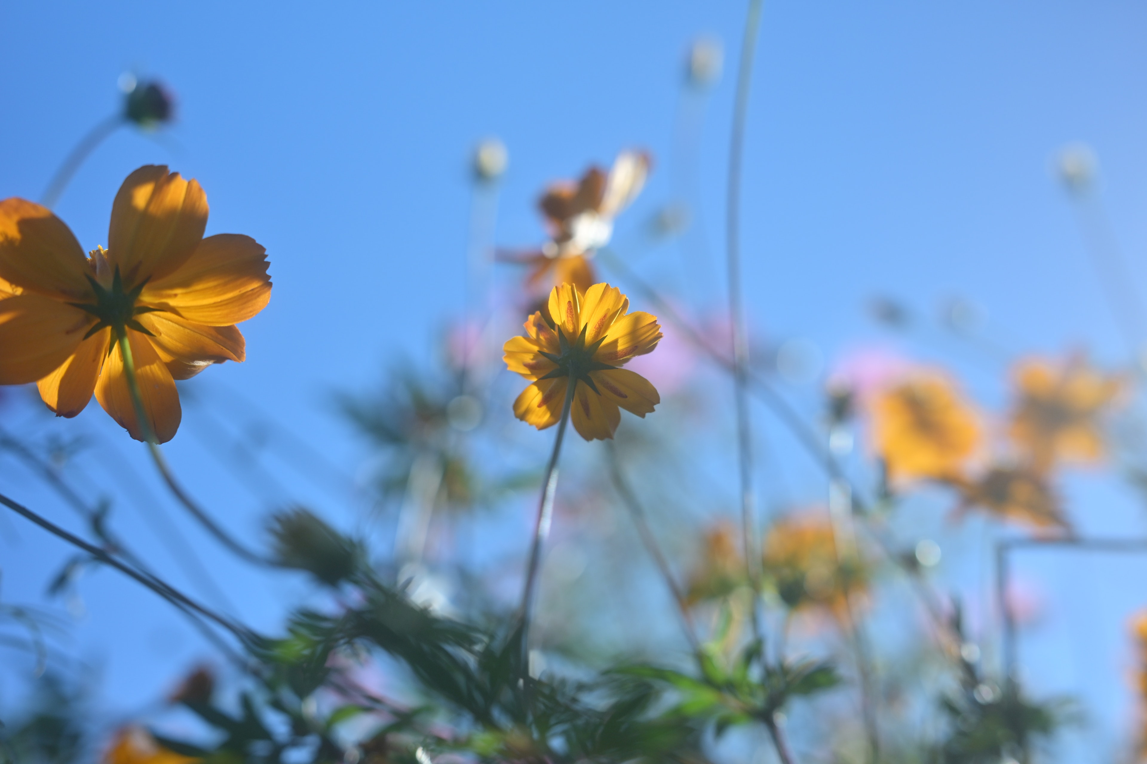 Close-up of yellow flowers blooming under a blue sky