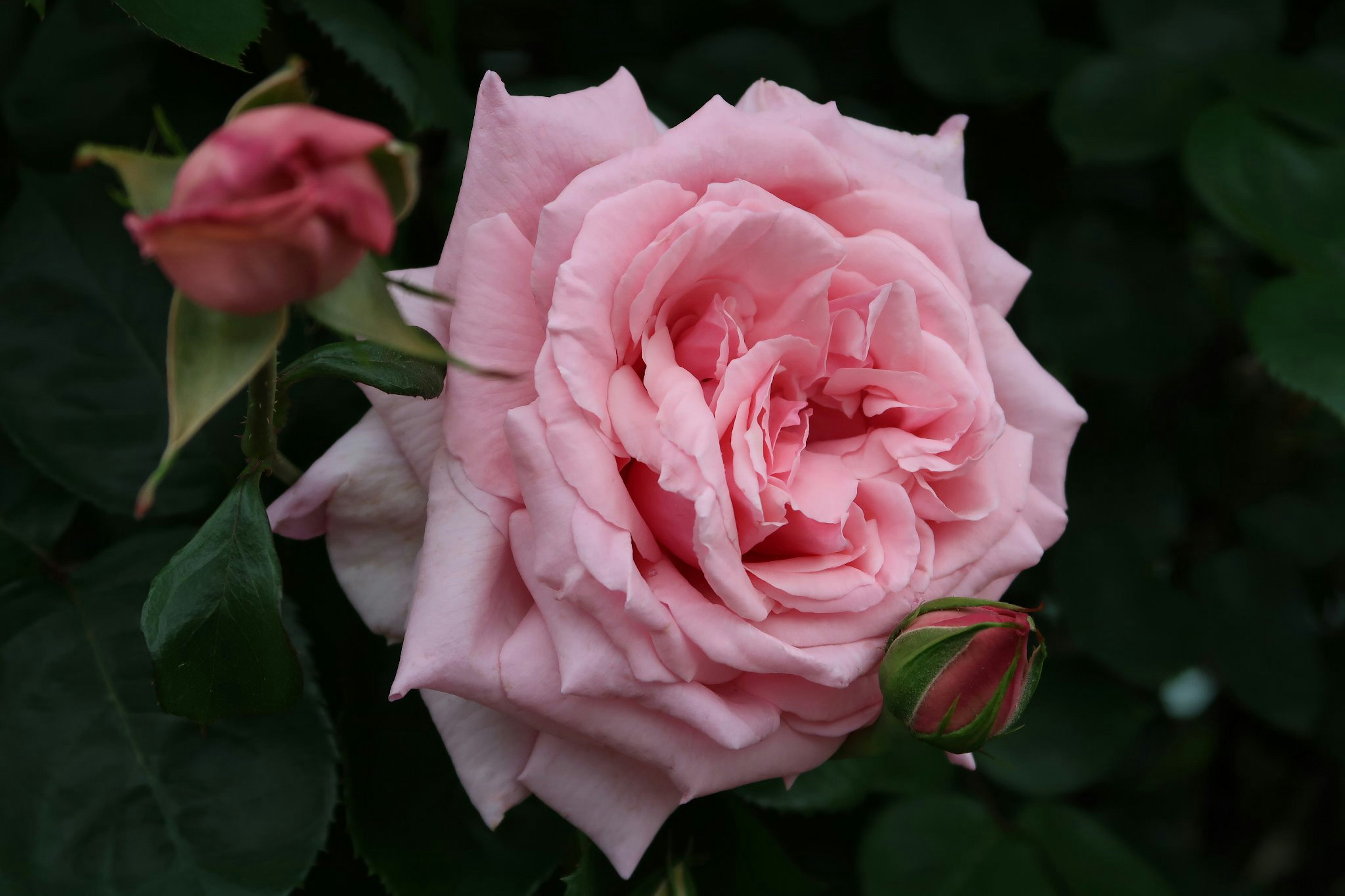 Una rosa de color rosa pálido rodeada de hojas verdes