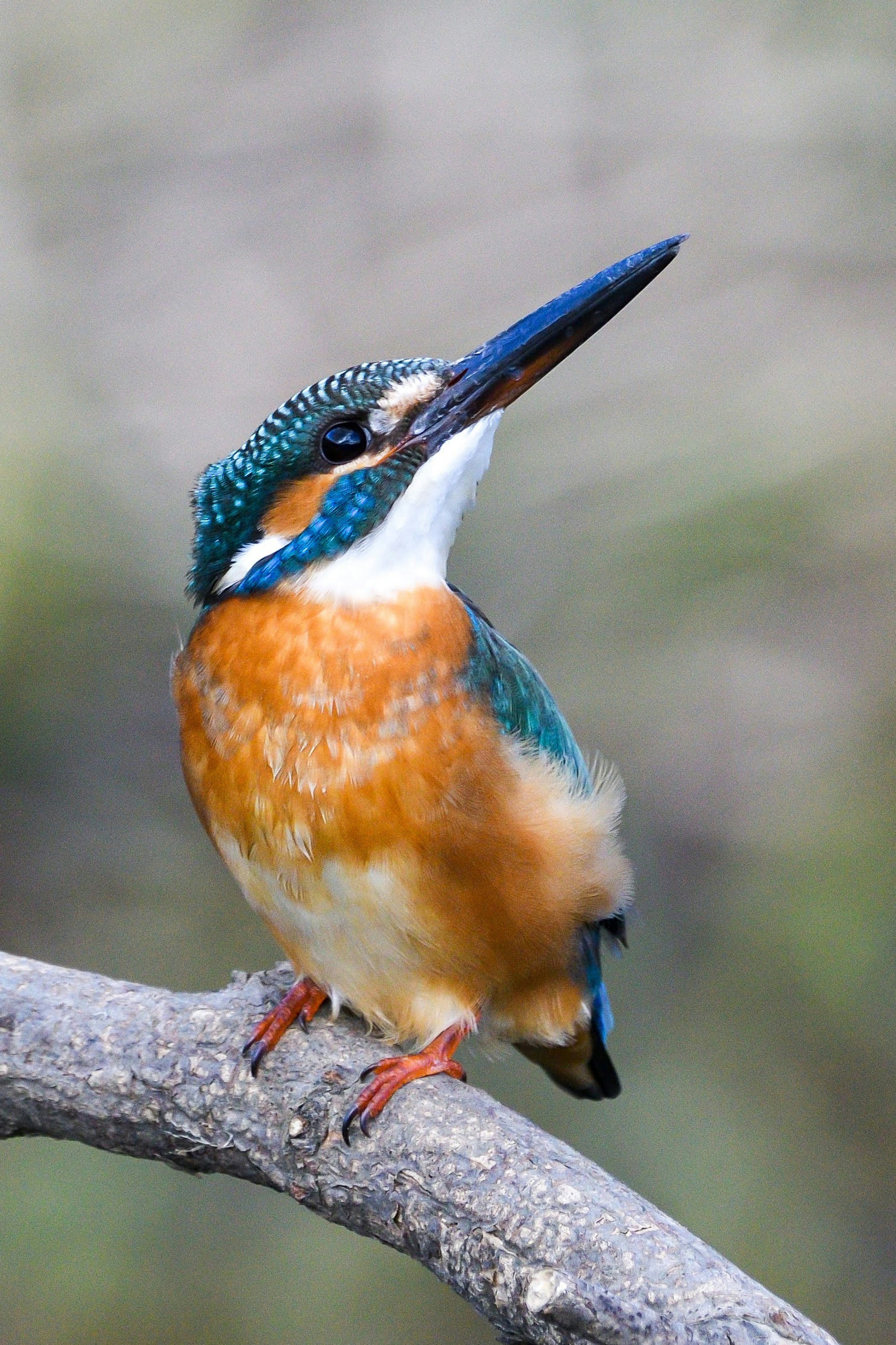 A colorful kingfisher with blue and orange feathers perched on a branch