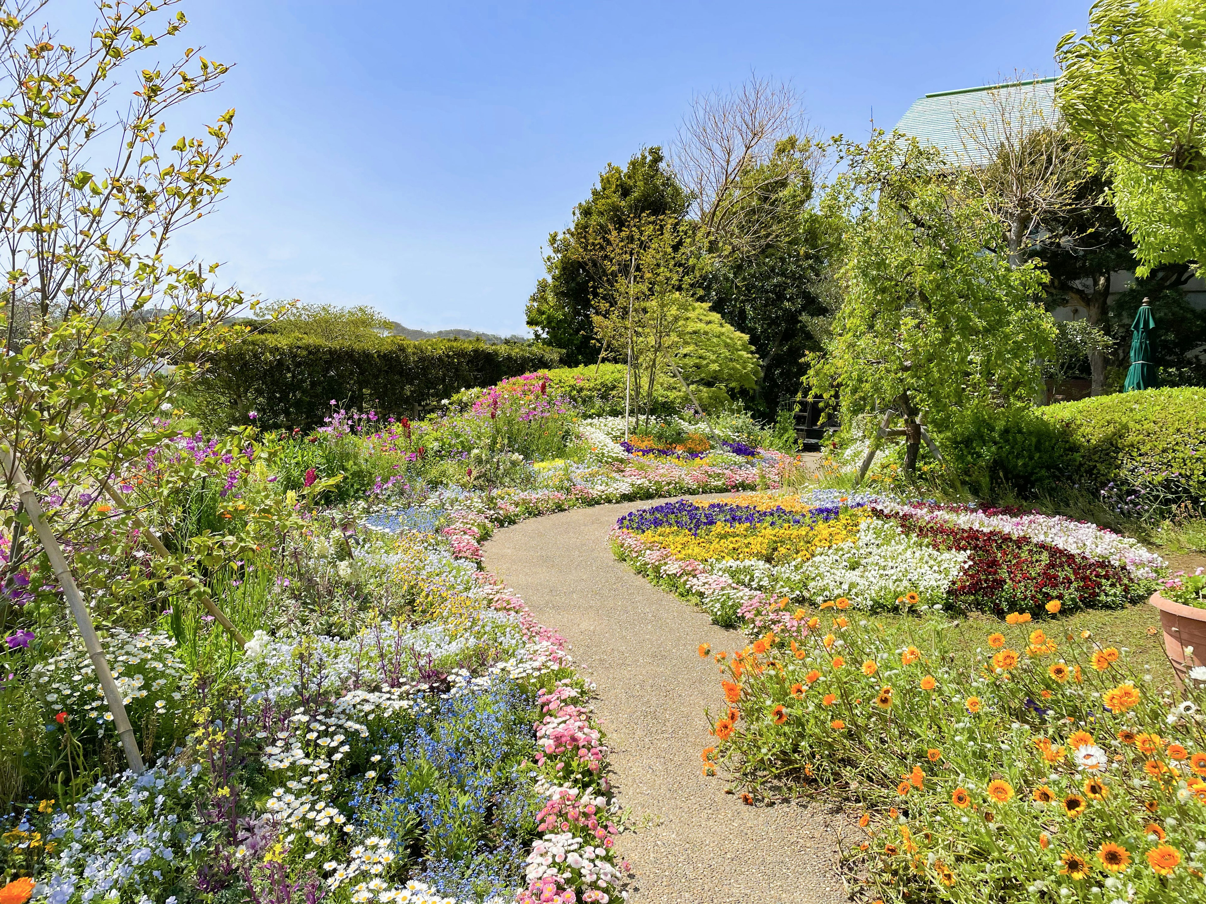 A winding path through a vibrant flower garden