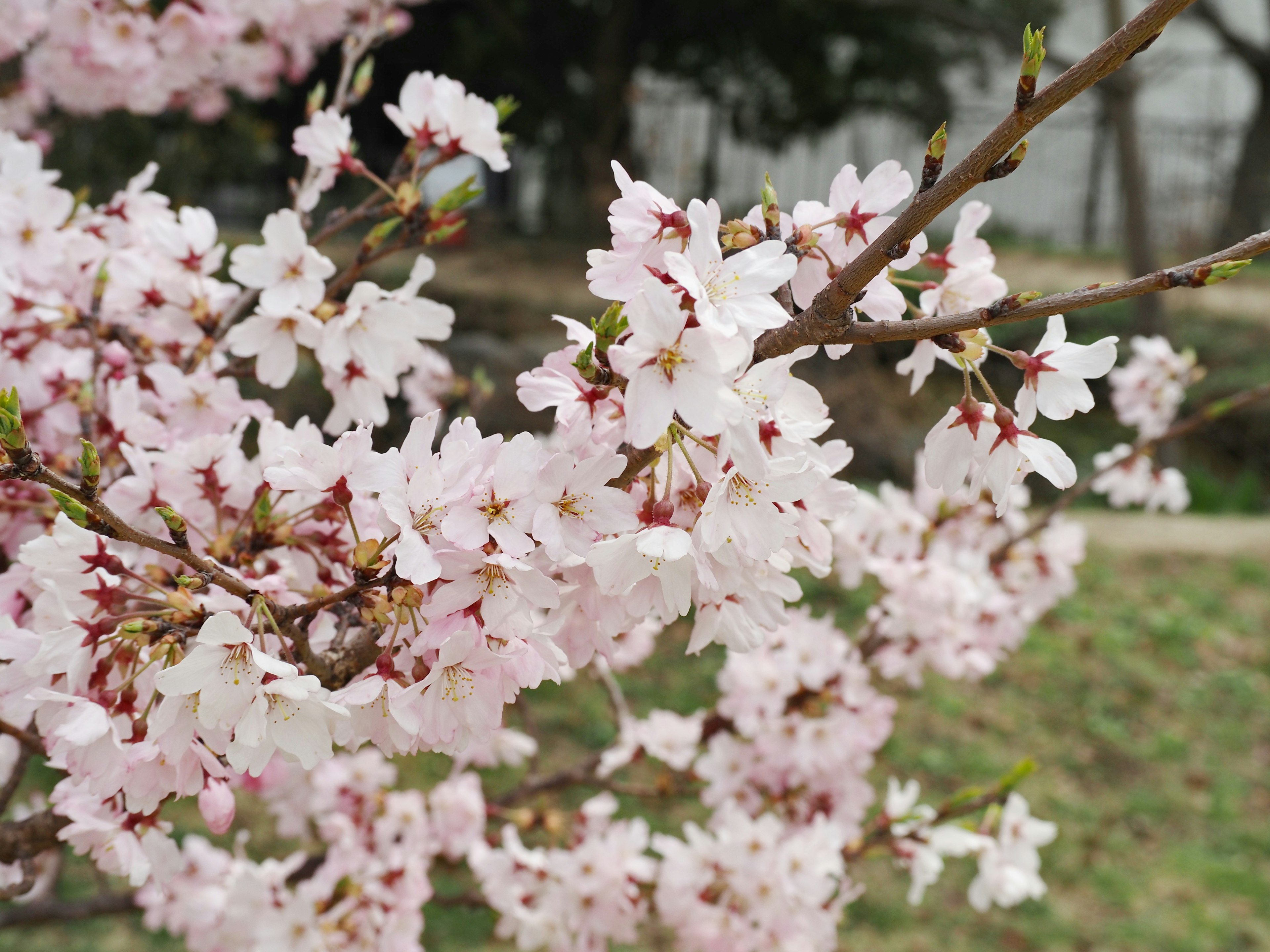 Acercamiento de ramas de cerezo en flor