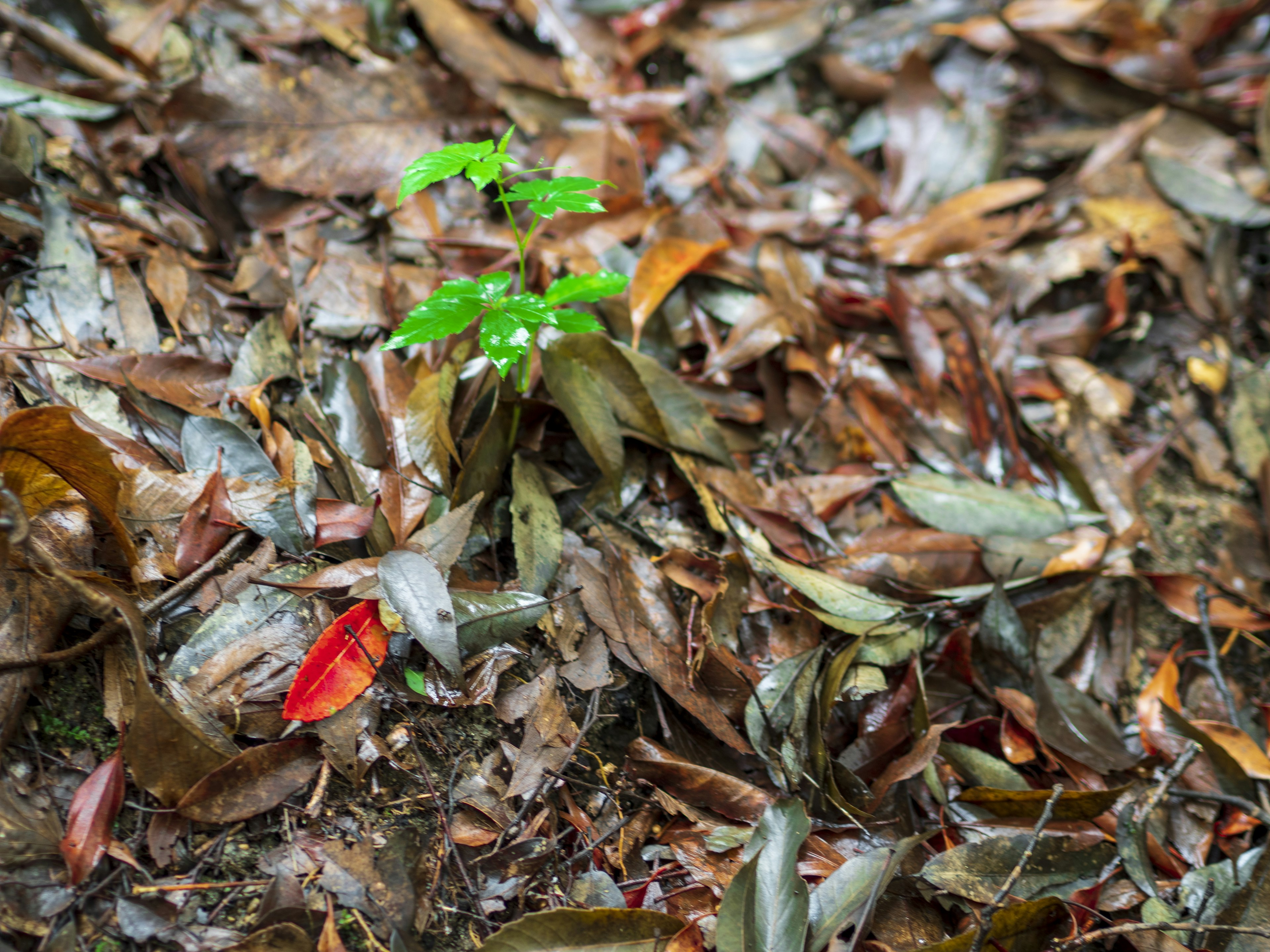 Un brote verde entre hojas marrones húmedas con una hoja roja en el suelo