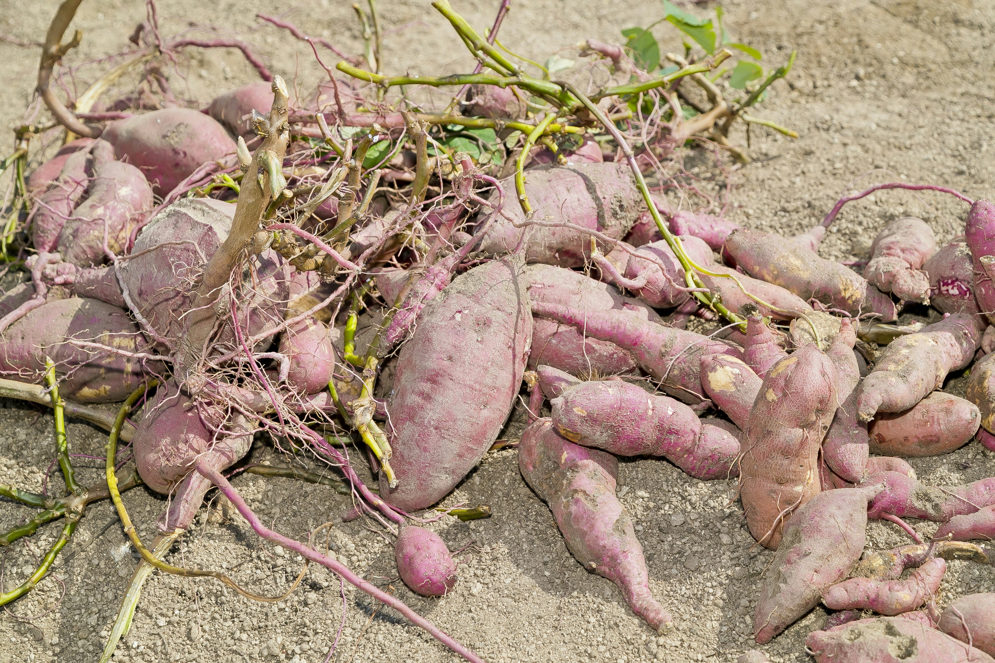 Purple sweet potatoes and roots on the ground