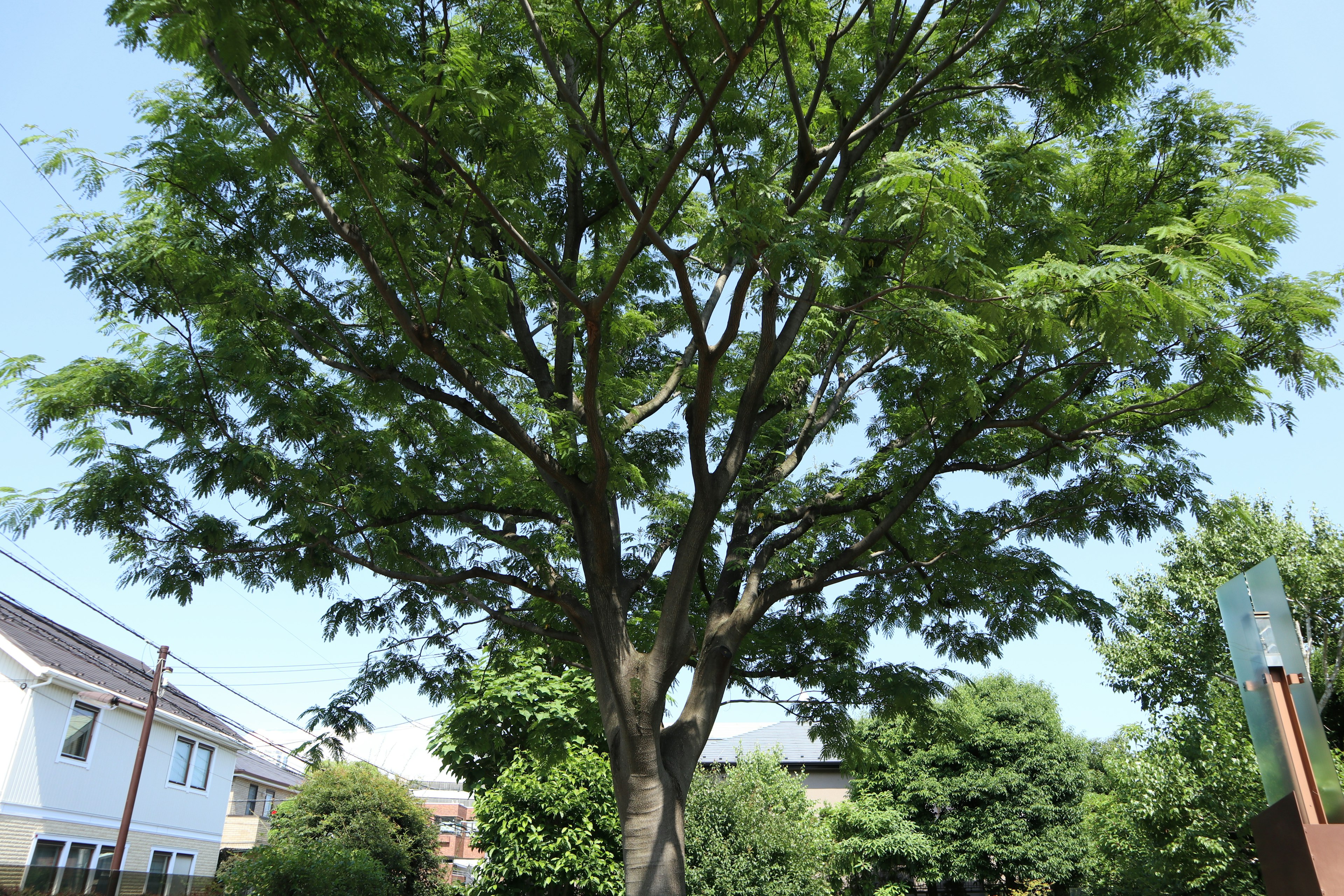 Grande albero verde con case circostanti