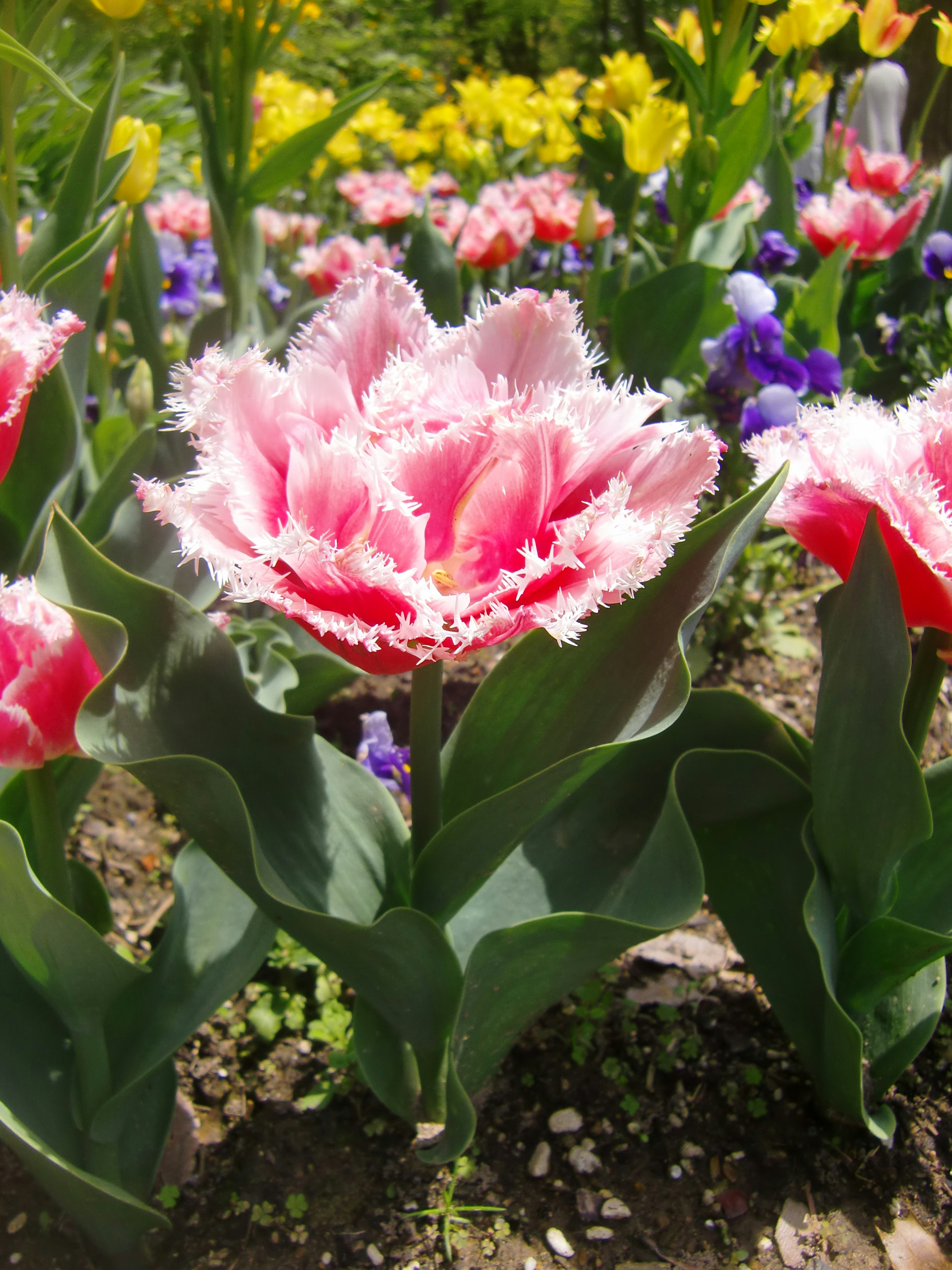 Tulipano frangiato rosa e bianco che fiorisce in un aiuola