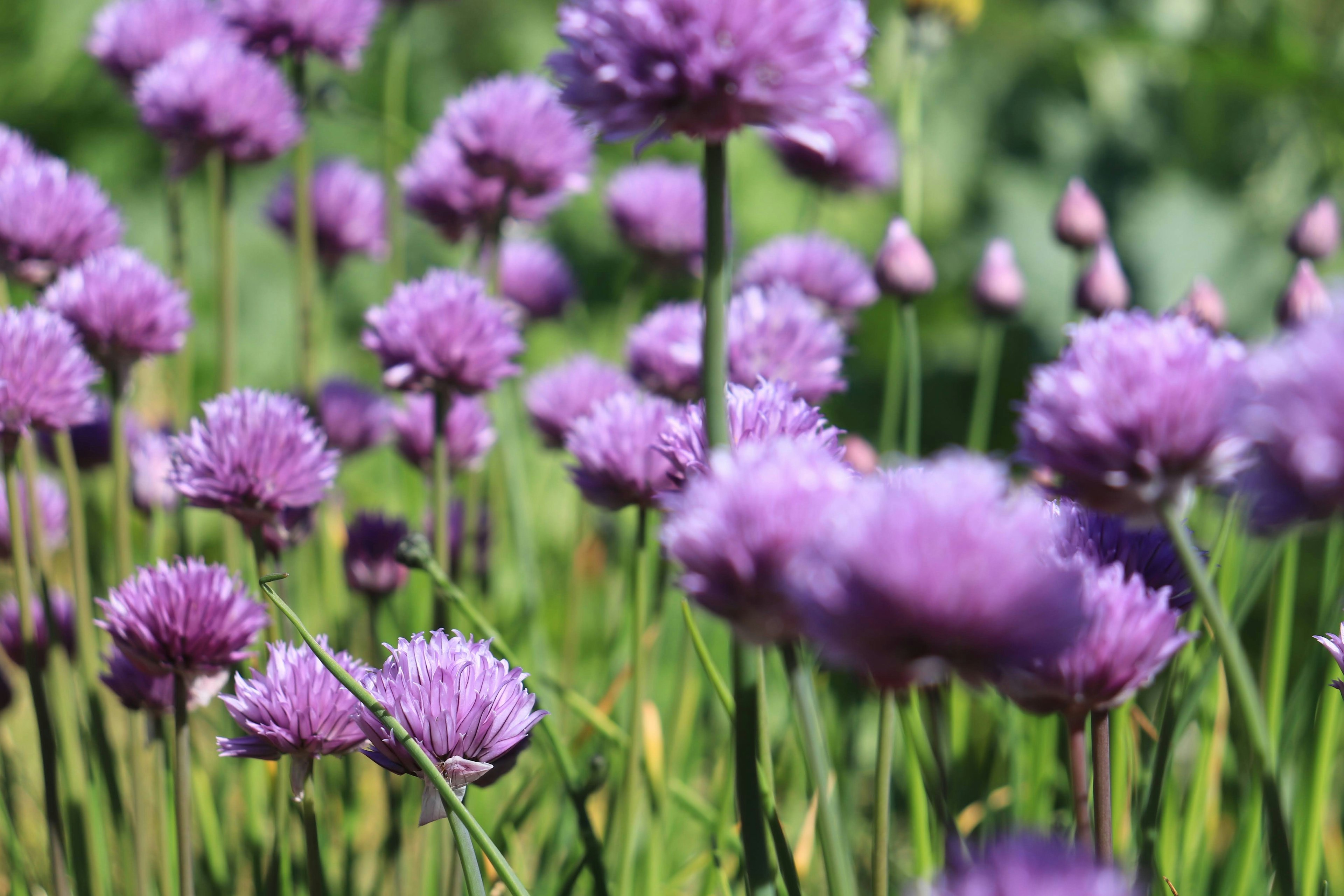 Grupo de flores de cebollino morado en un campo verde