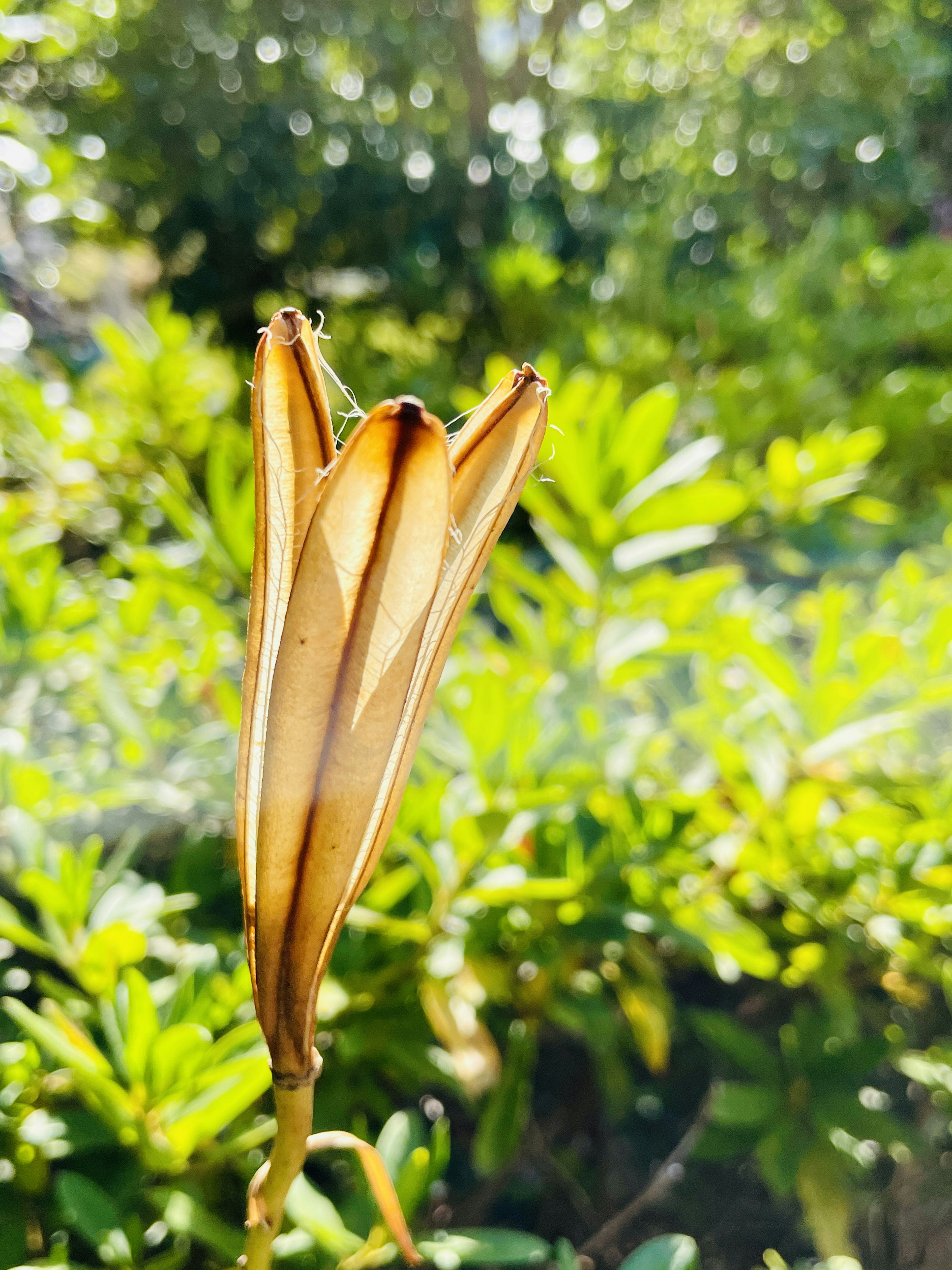 Brown flower bud against a green background