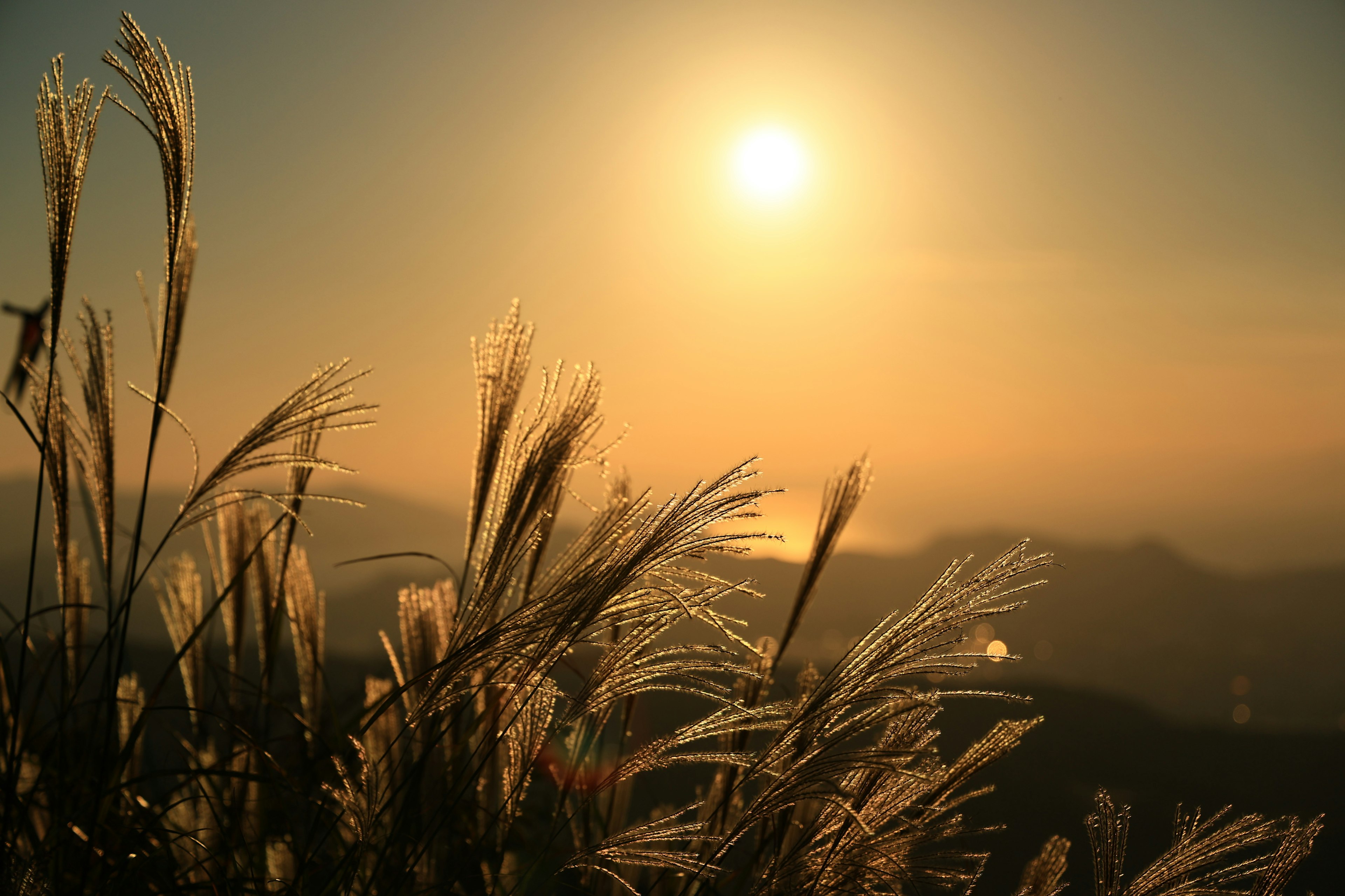 Silhouette des pointes d'herbe contre un coucher de soleil