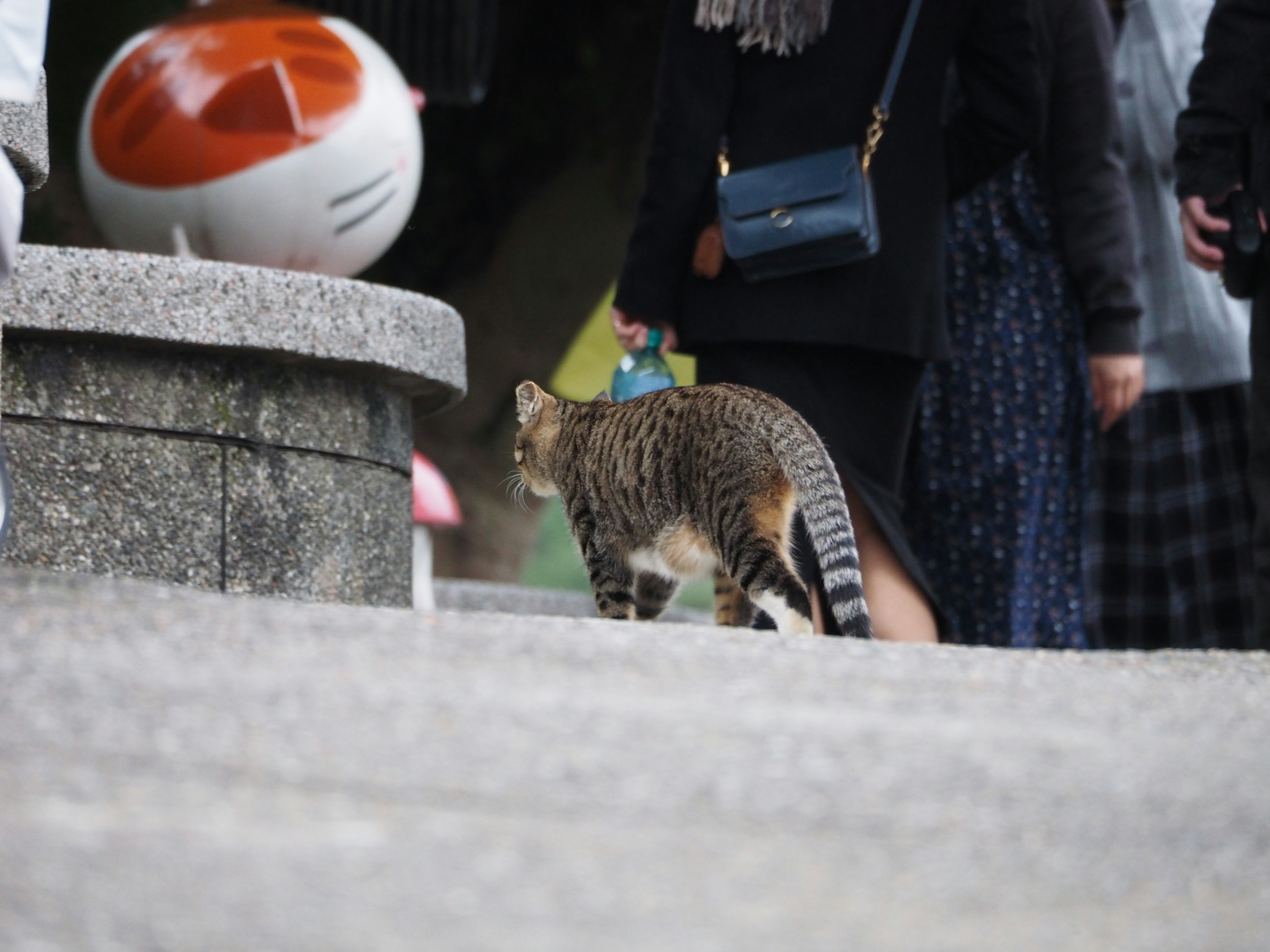 Cat walking on stairs with people around