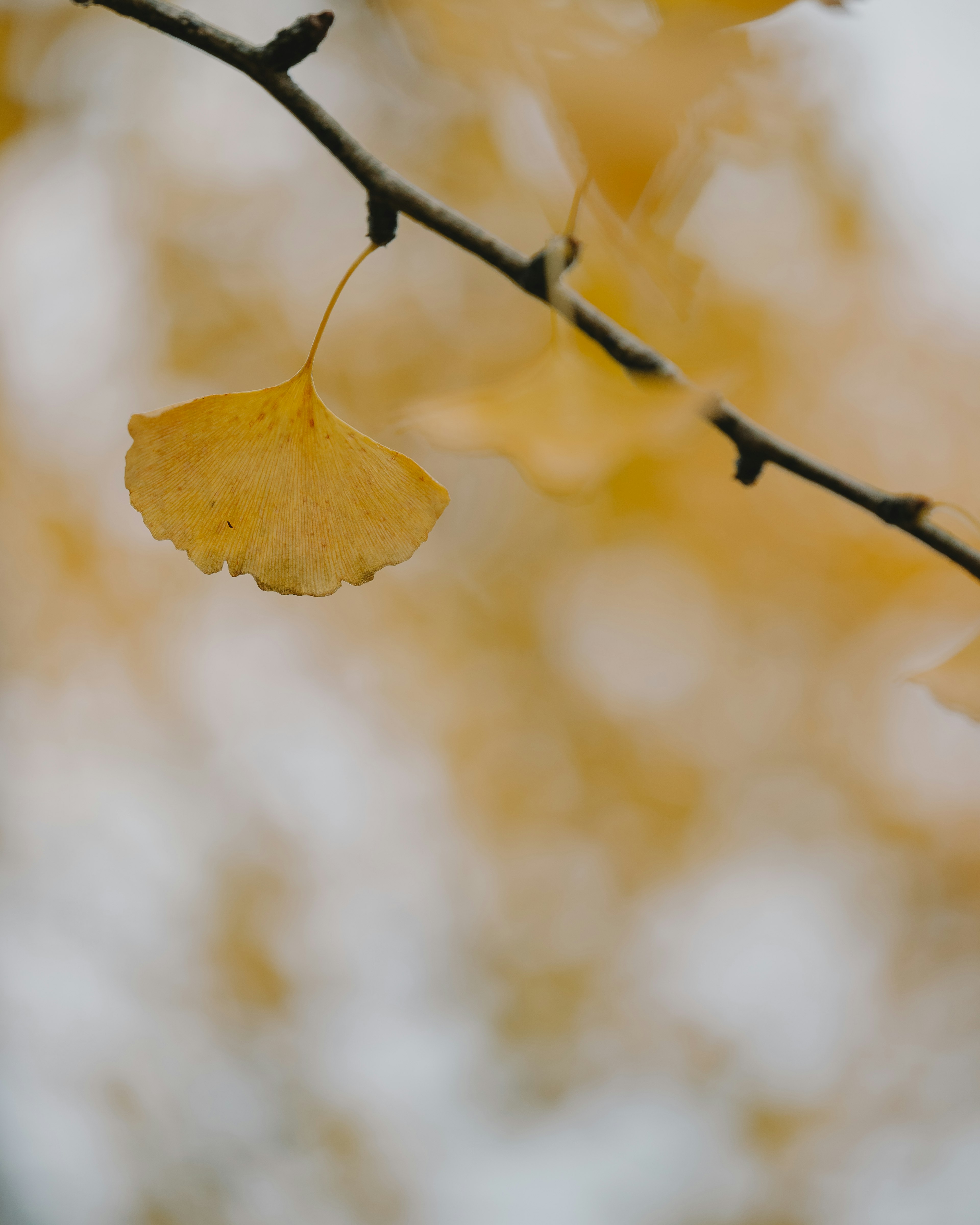 Nahaufnahme von gelben Ginkgoblättern an einem Zweig mit verschwommenem Hintergrund